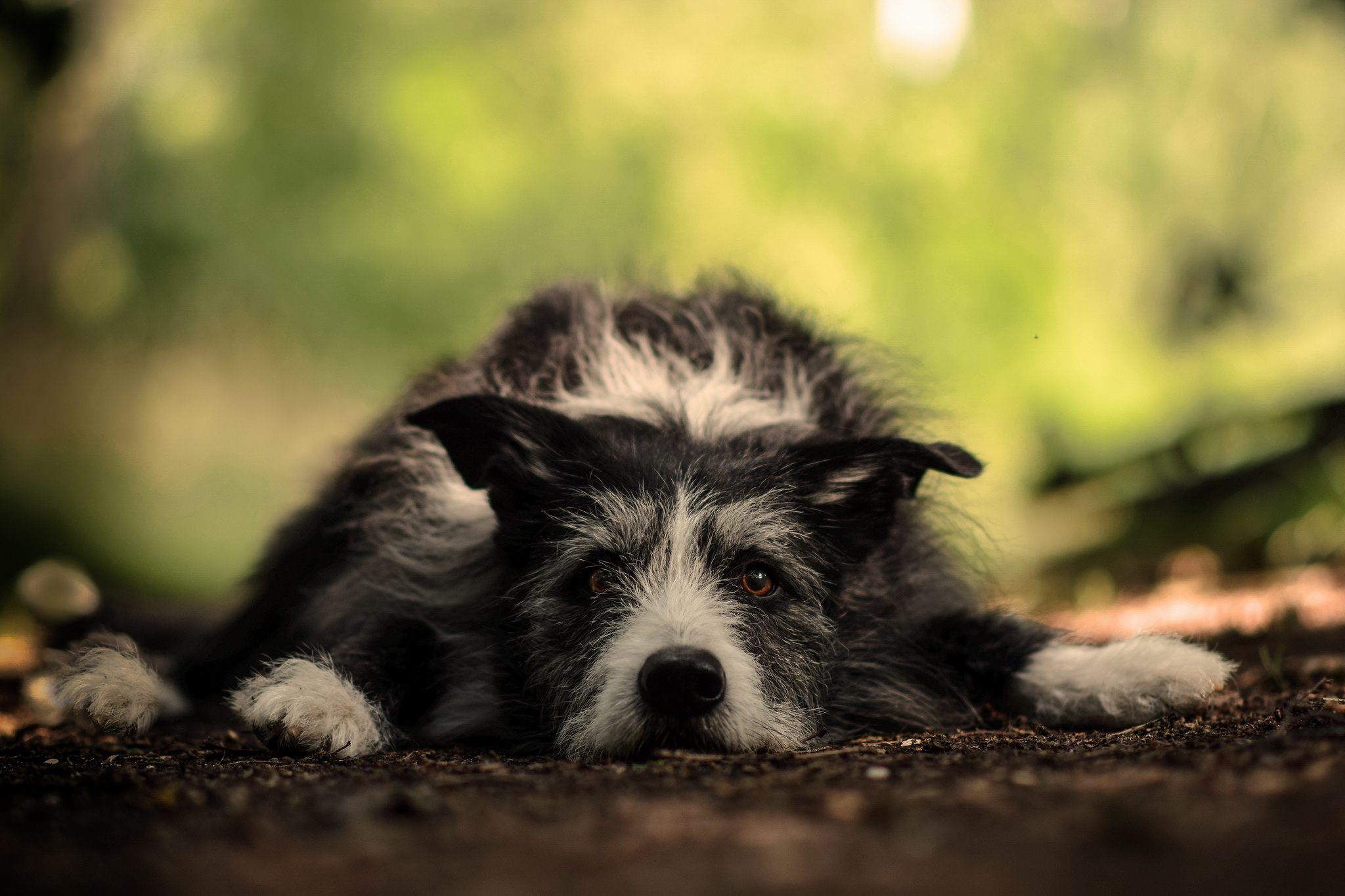 Download mobile wallpaper Dogs, Dog, Animal, Resting, Stare, Depth Of Field for free.
