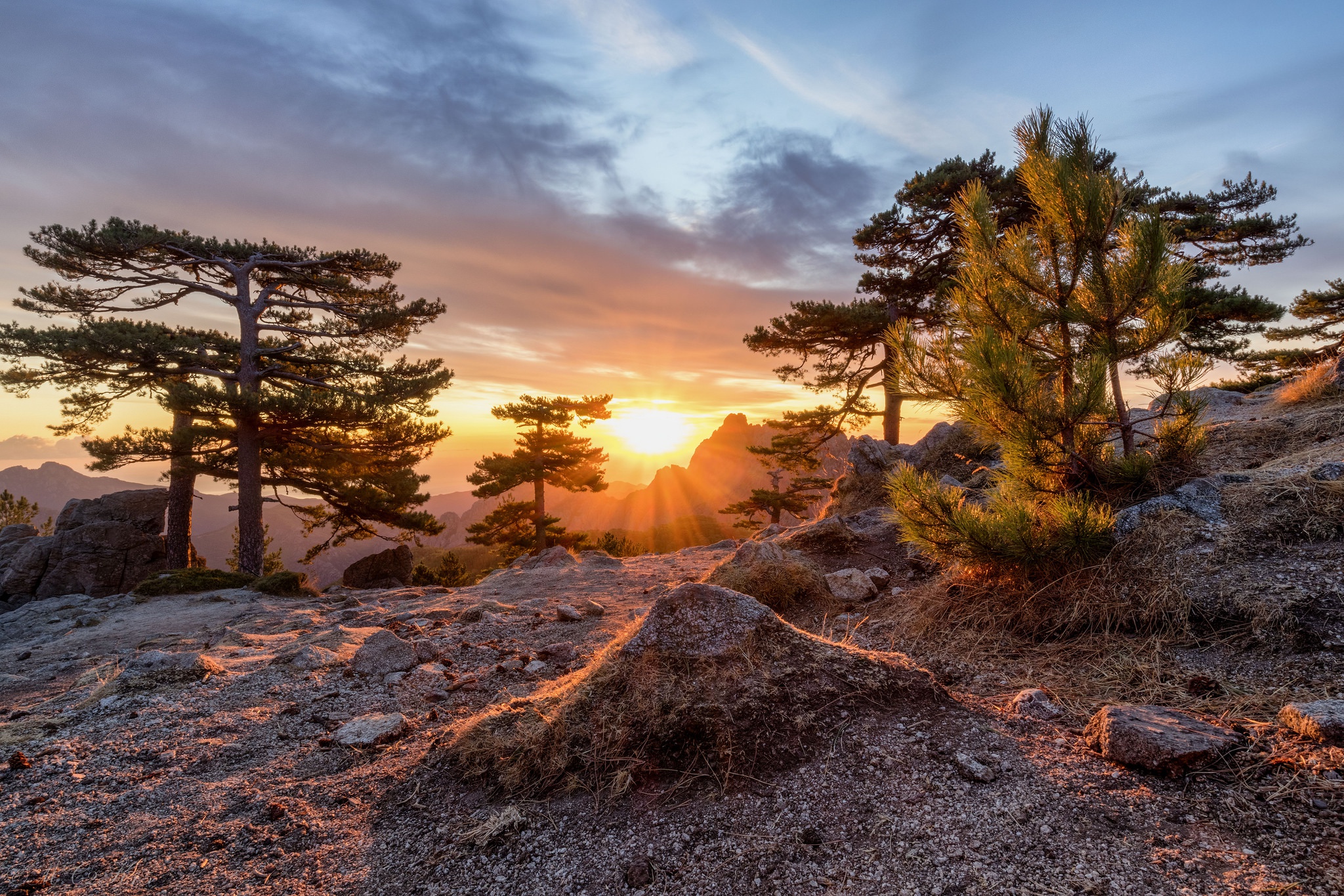 Téléchargez gratuitement l'image Arbre, La Nature, Terre/nature, Lever De Soleil sur le bureau de votre PC