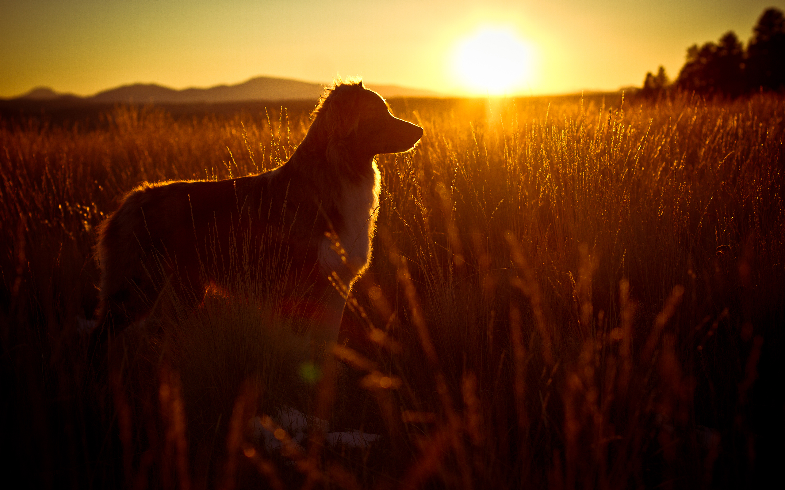 Handy-Wallpaper Hunde, Hund, Tiere kostenlos herunterladen.