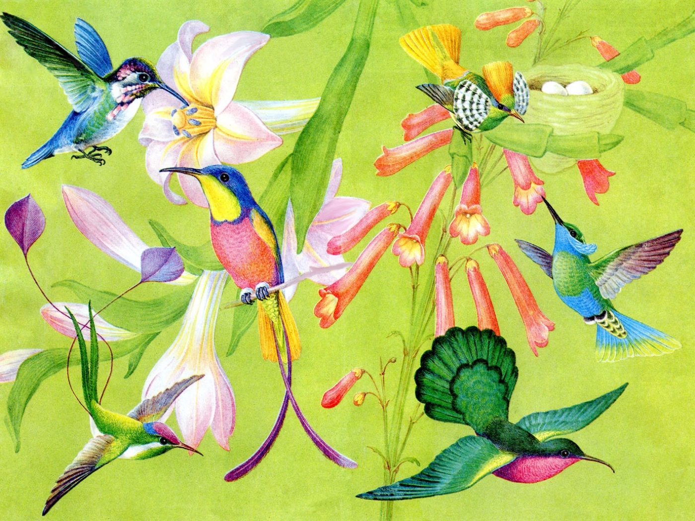 1920 x 1080 picture birds, humming birds, pictures, green