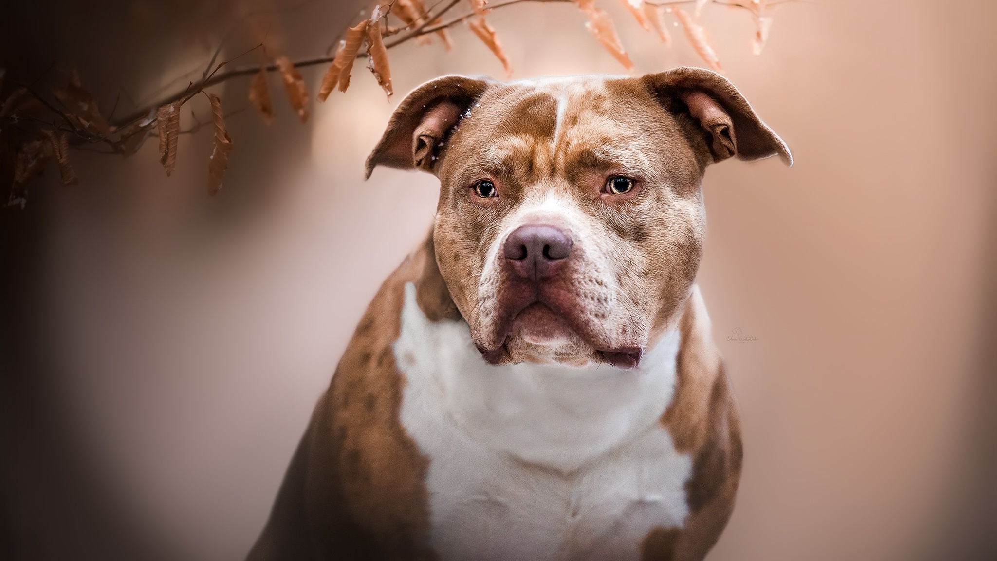 Baixar papel de parede para celular de Animais, Cães, Cão gratuito.