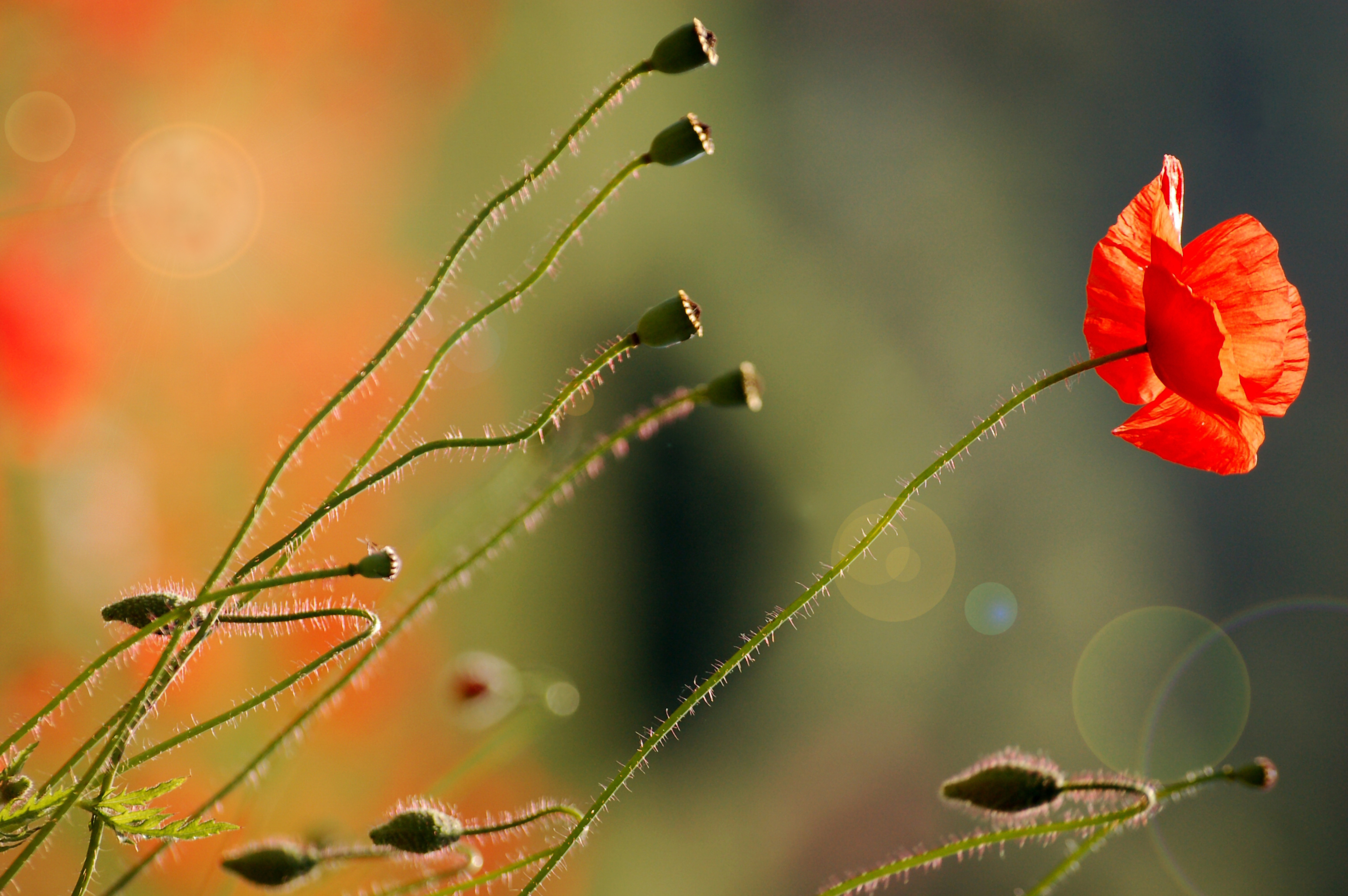 Handy-Wallpaper Blumen, Mohn, Erde/natur kostenlos herunterladen.