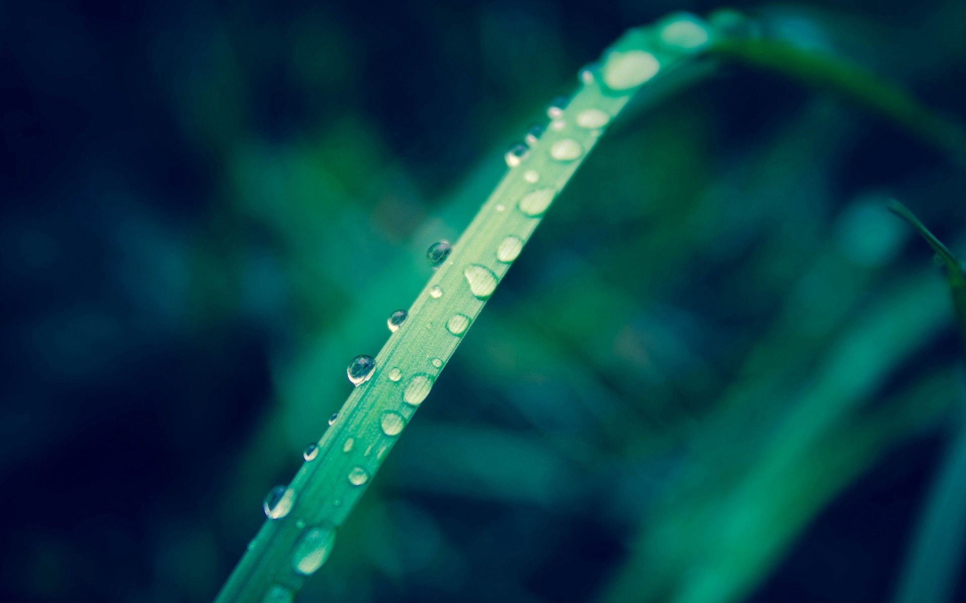 Download mobile wallpaper Grass, Sheet, Leaf, Macro, Drops for free.