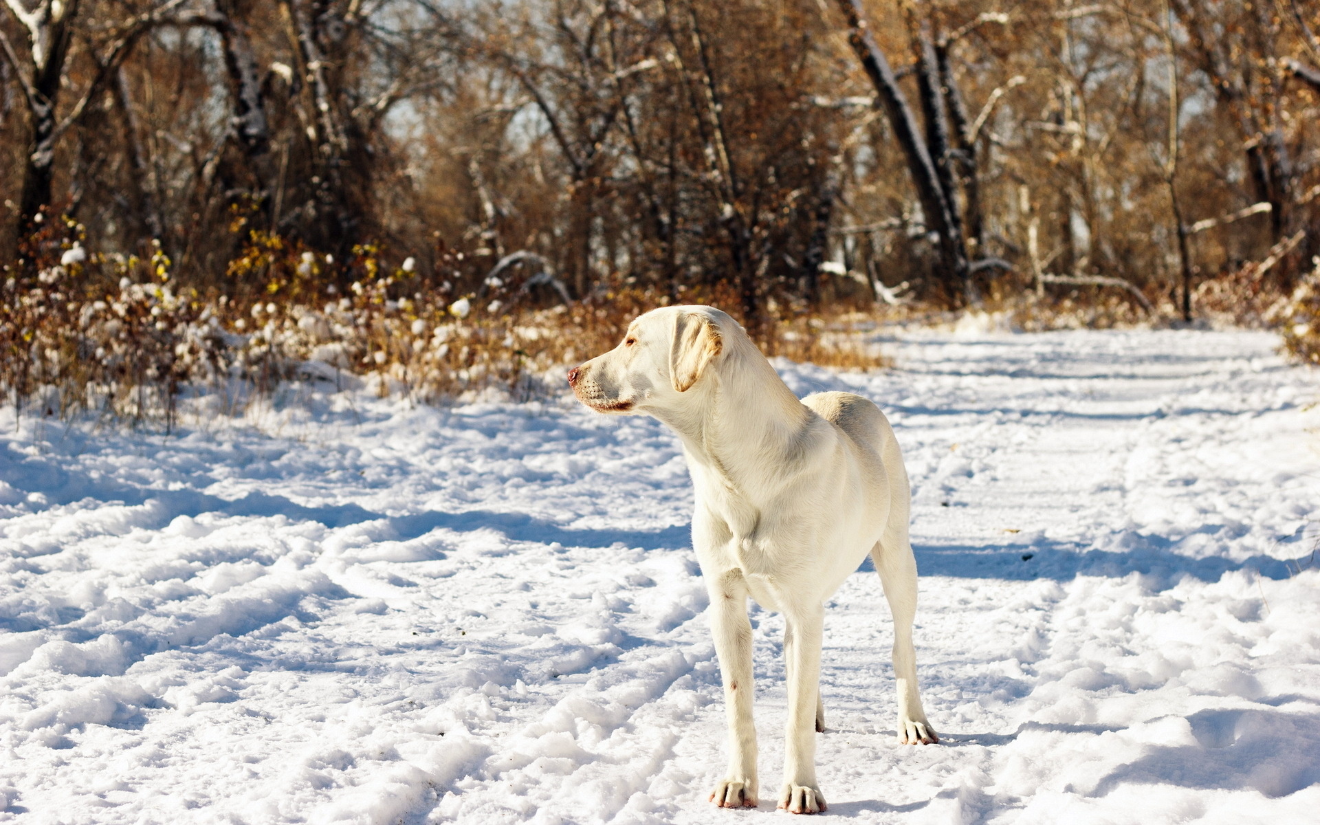 Handy-Wallpaper Hunde, Hund, Tiere kostenlos herunterladen.