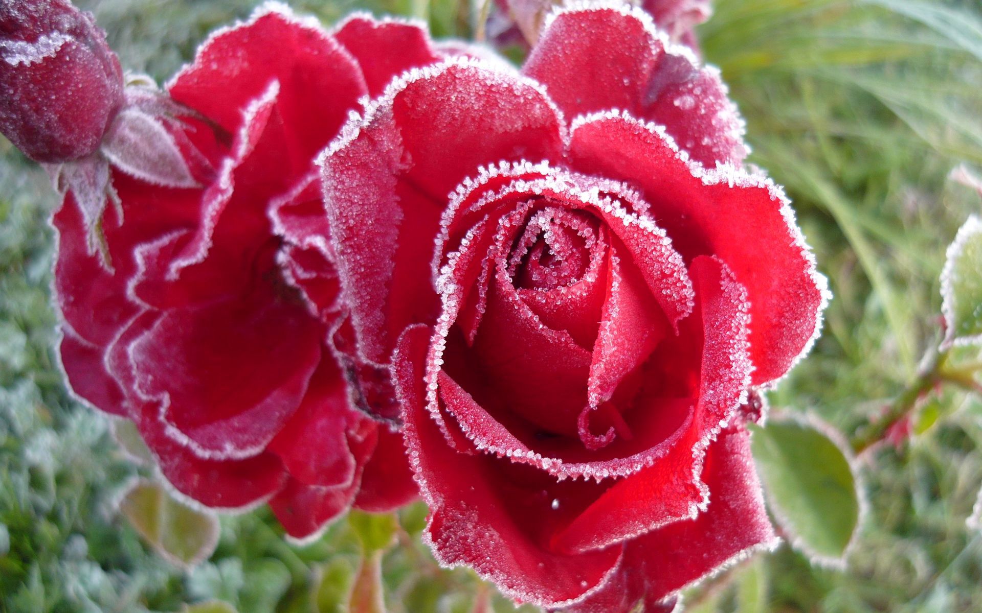 flowers, roses, petals, frost, hoarfrost, cold 32K