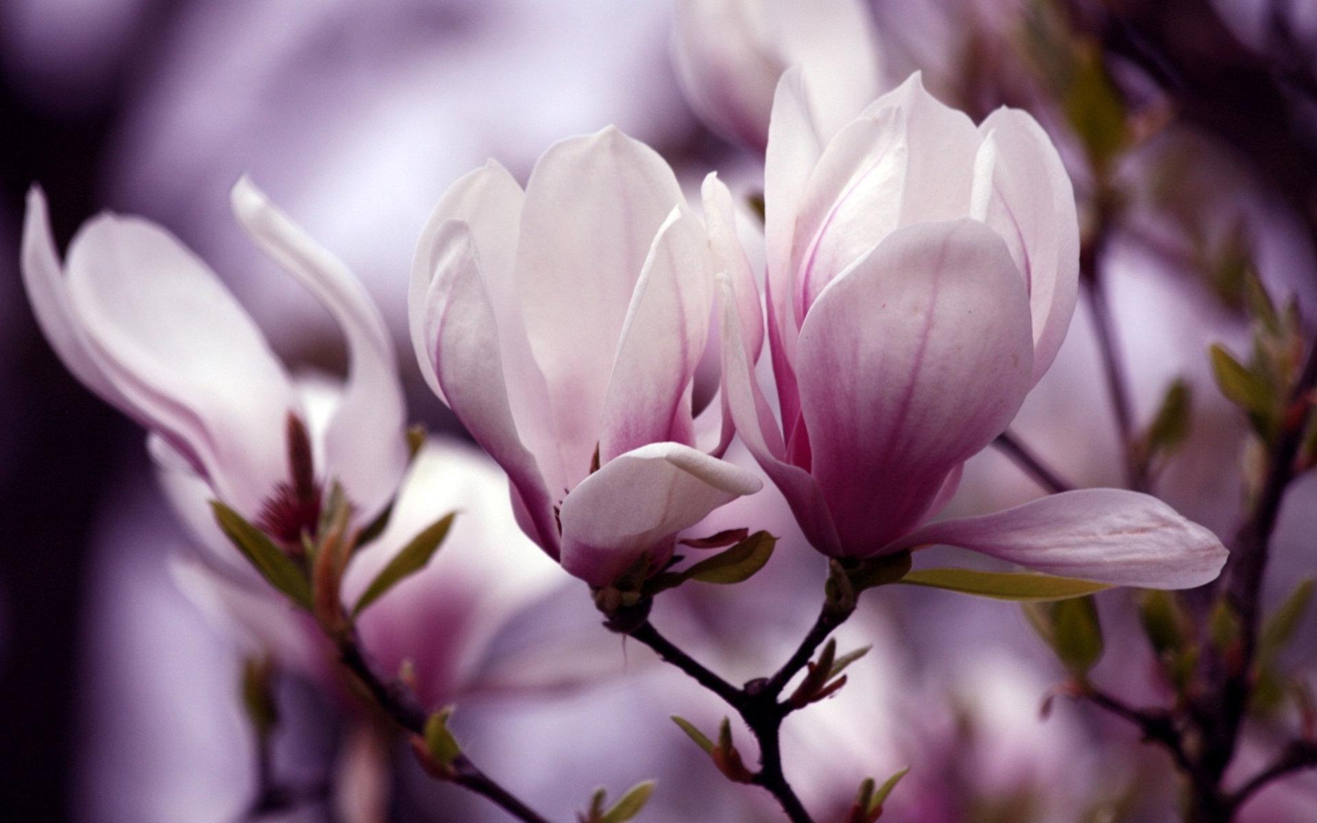 earth, magnolia, flower, trees