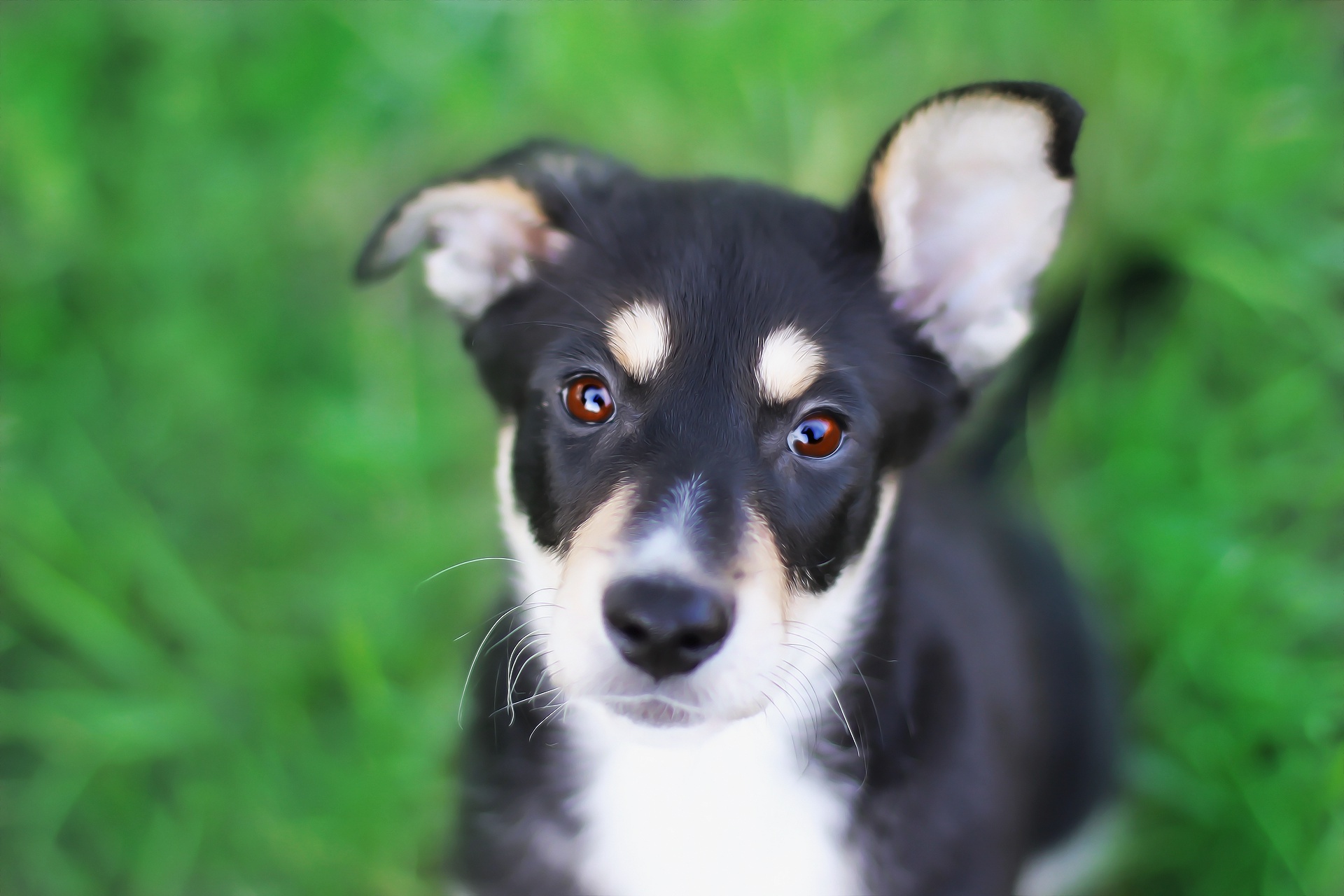 PCデスクトップに動物, 犬, 子犬, 赤ちゃん動物画像を無料でダウンロード