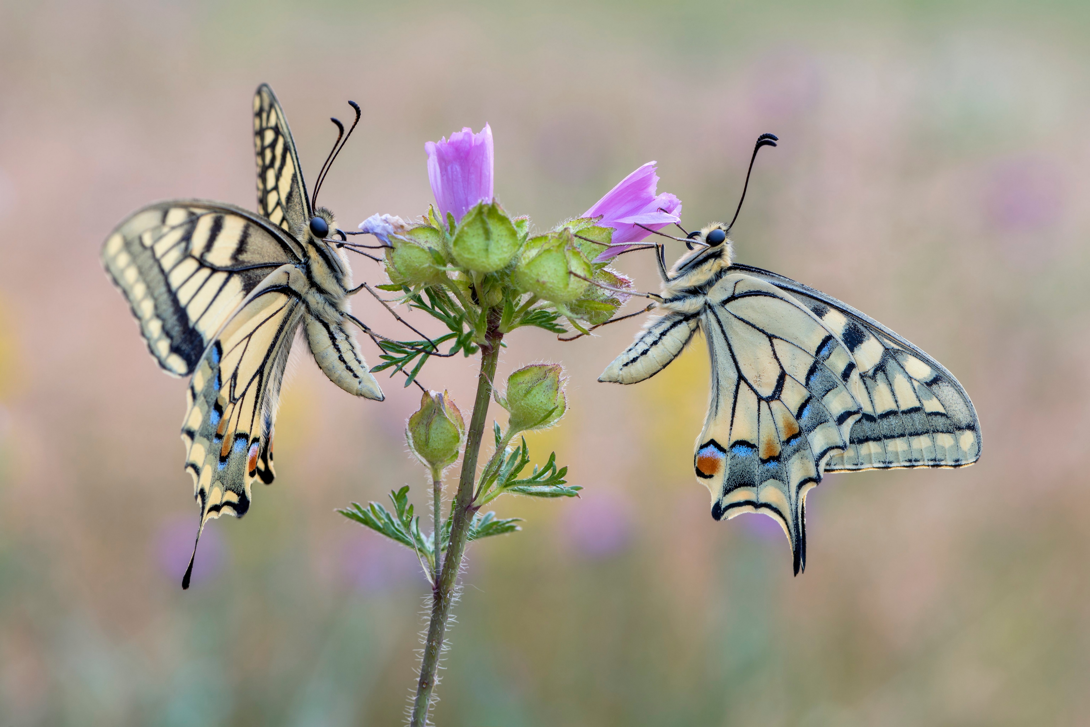 487475 завантажити шпалери тварина, метелик махаон, метелик, комаха, макрос, комахи - заставки і картинки безкоштовно