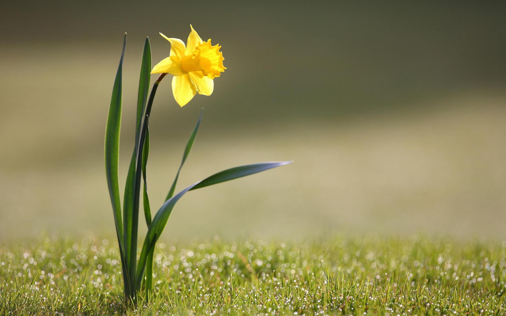 Free download wallpaper Plants, Flowers, Narcissussi on your PC desktop