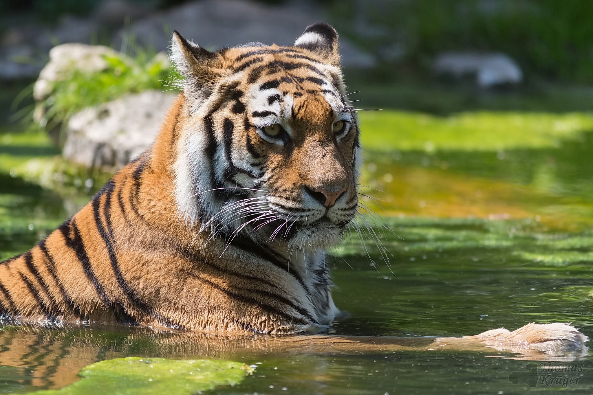 Download PC Wallpaper water, animals, predator, tiger, to swim, swim