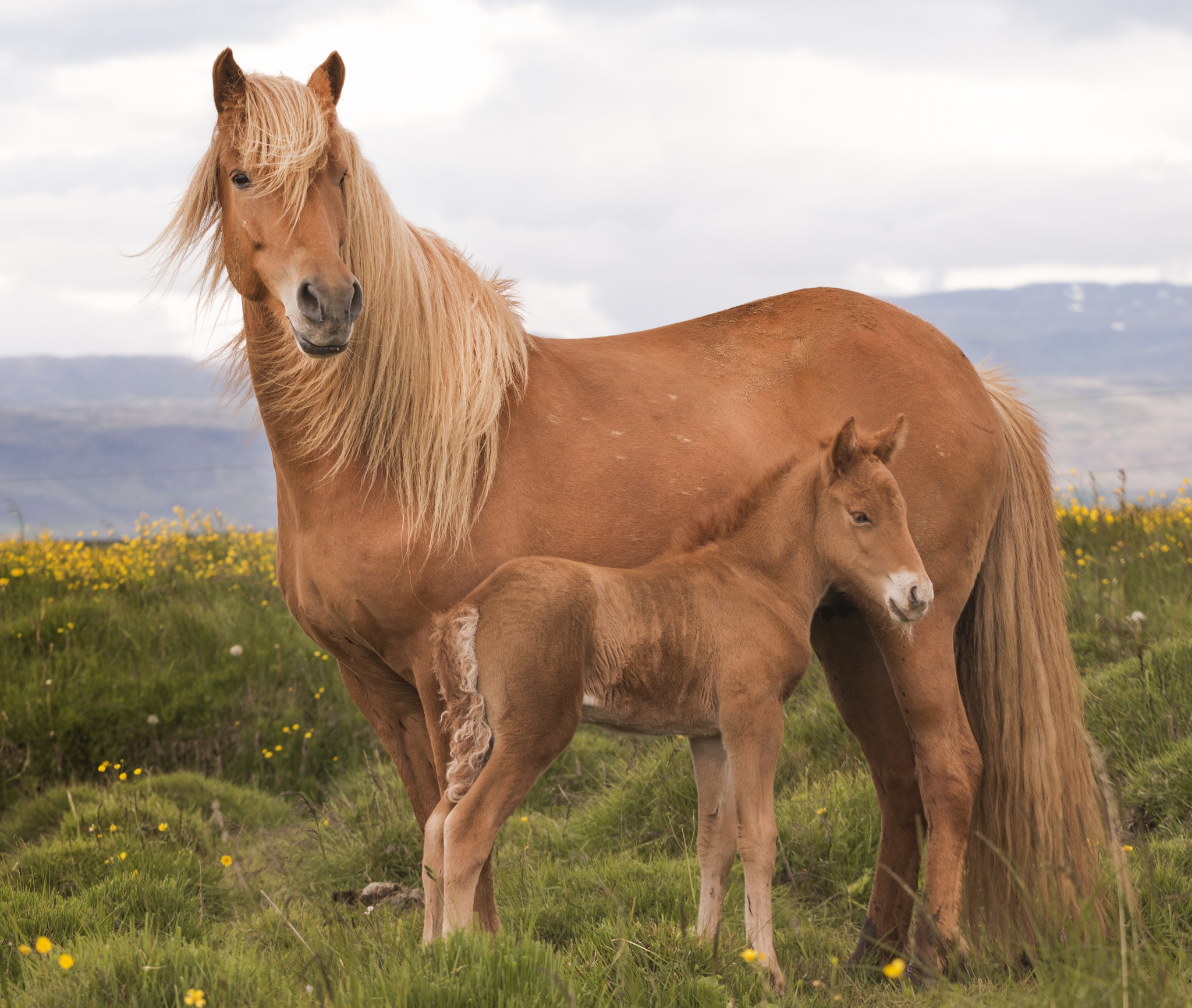Free download wallpaper Animal, Horse, Foal, Baby Animal on your PC desktop