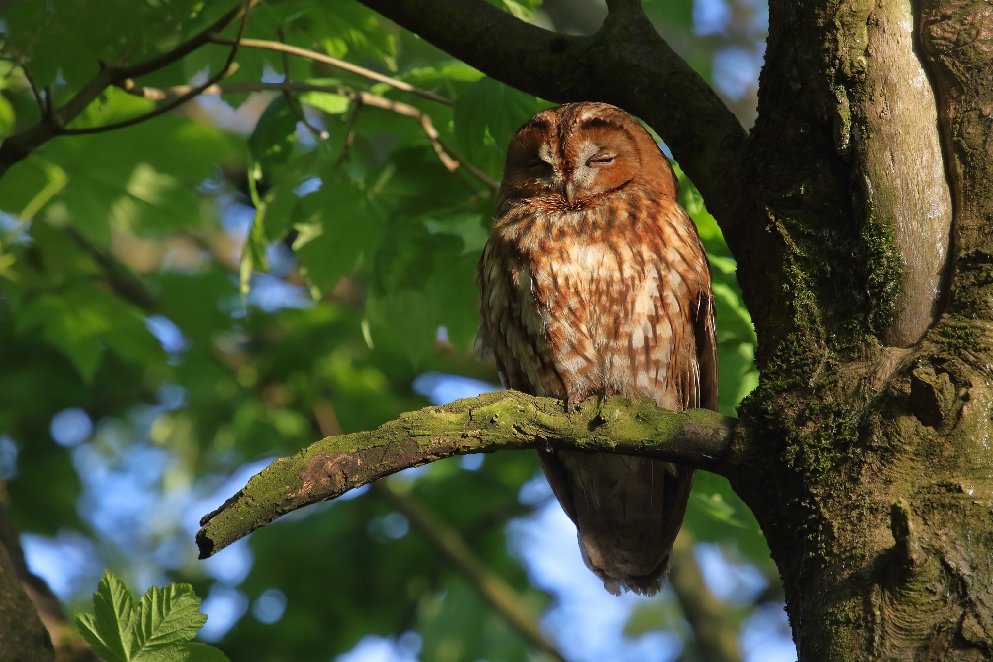 Baixe gratuitamente a imagem Animais, Aves, Coruja, Pássaro na área de trabalho do seu PC