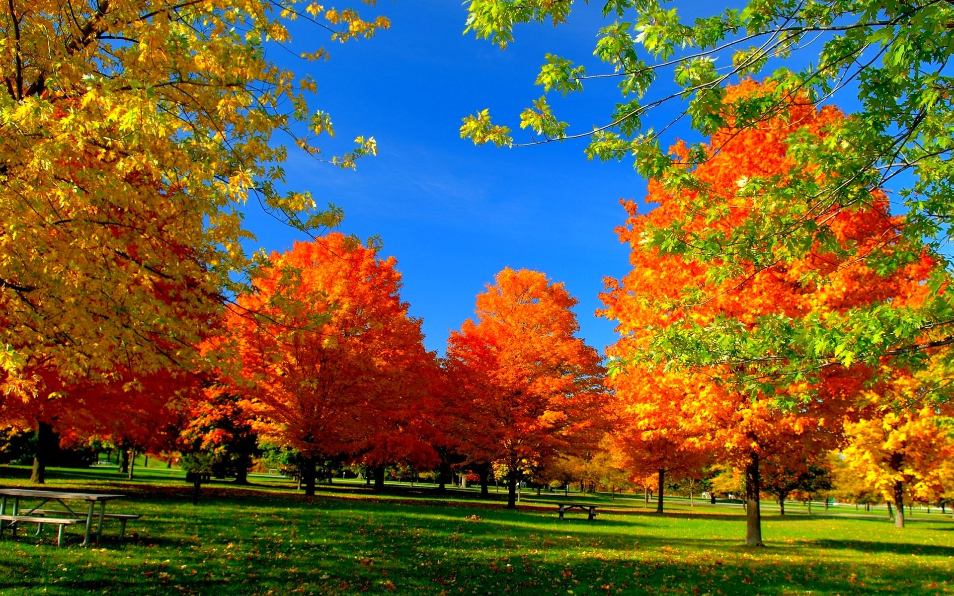 無料モバイル壁紙木, 秋, 公園, 写真撮影をダウンロードします。