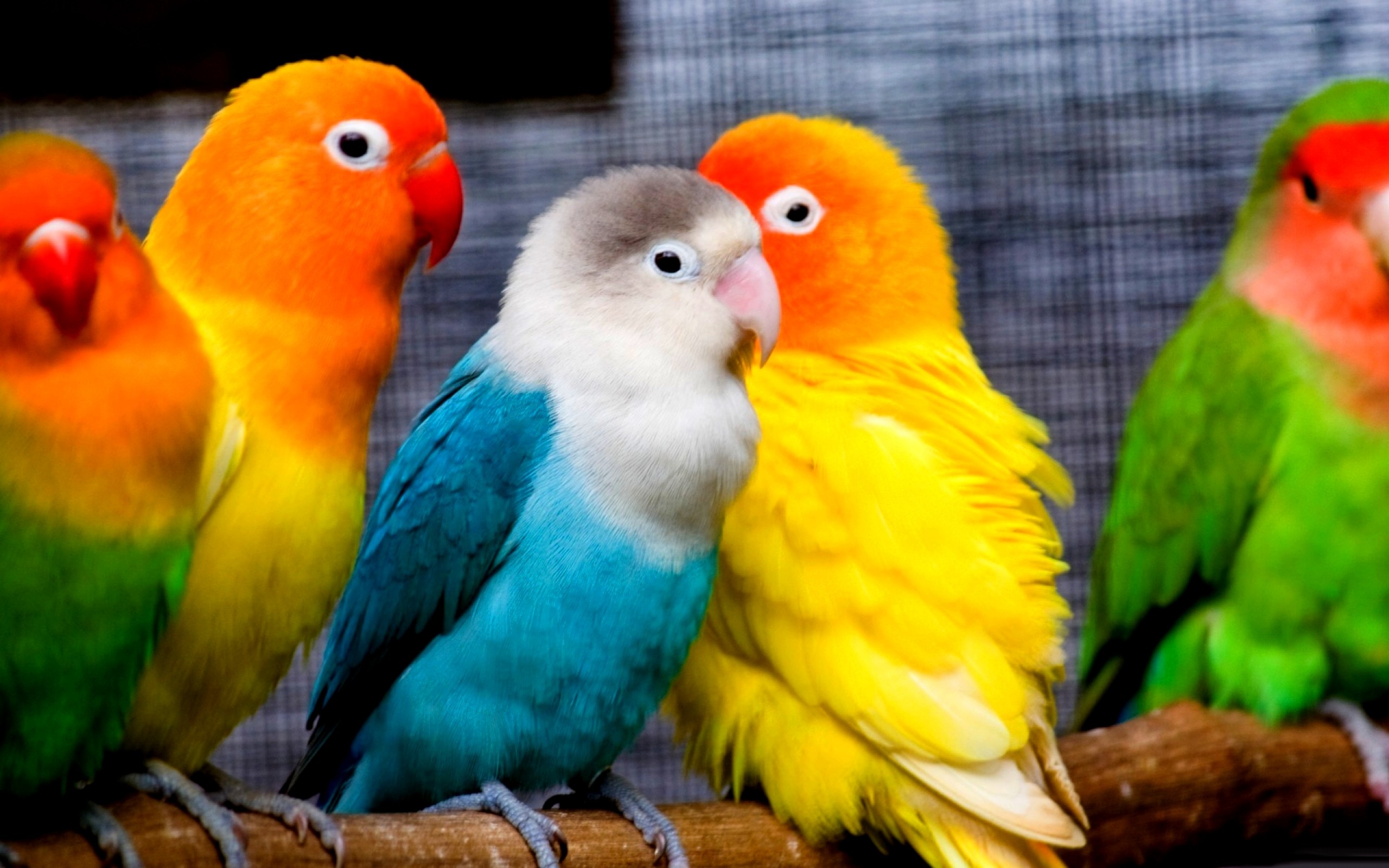316302 baixar imagens aves, animais, periquito, pássaro - papéis de parede e protetores de tela gratuitamente