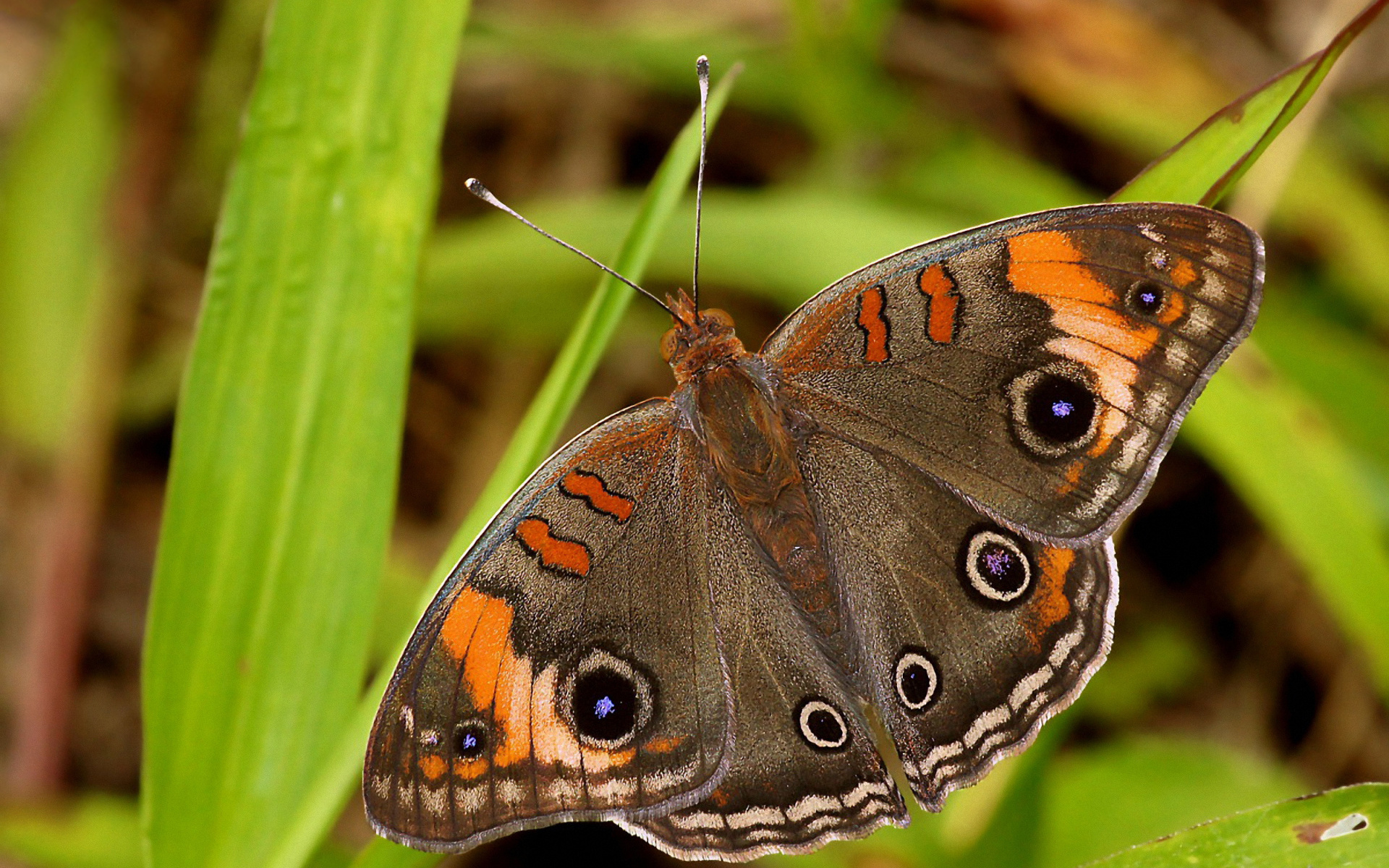 Free download wallpaper Butterfly, Animal on your PC desktop