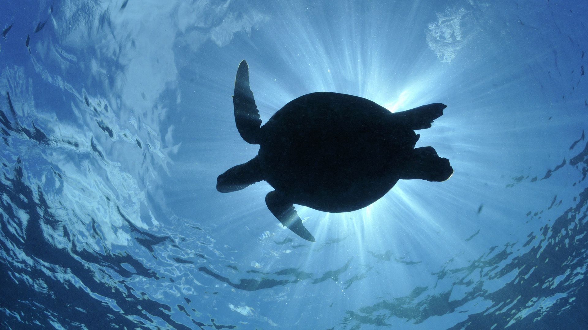 Laden Sie das Schwimmen, Licht, Silhouette, Tiere, Sea, Scheinen-Bild kostenlos auf Ihren PC-Desktop herunter
