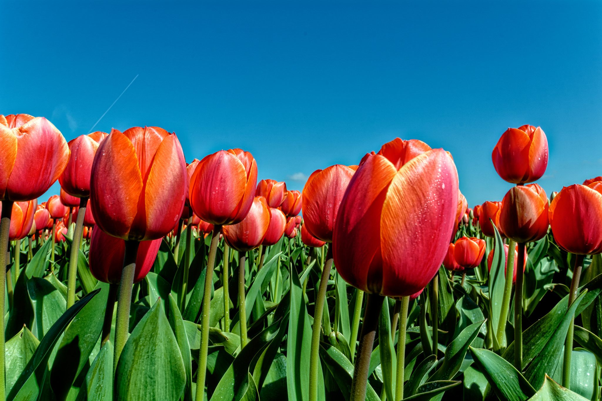 Descarga gratuita de fondo de pantalla para móvil de Naturaleza, Flores, Flor, Tulipán, Flor Roja, Tierra/naturaleza.