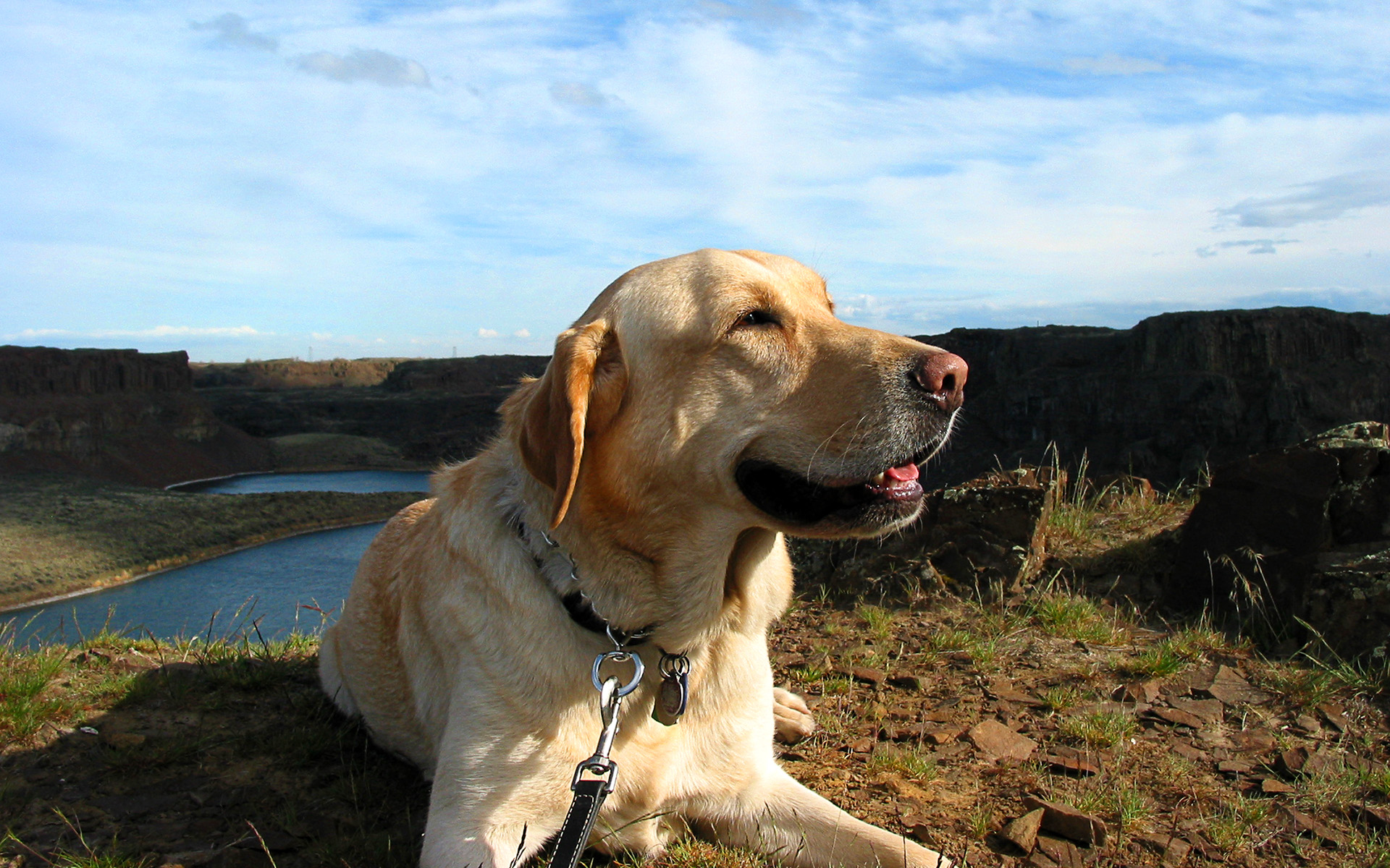 Handy-Wallpaper Hunde, Hund, Tiere kostenlos herunterladen.