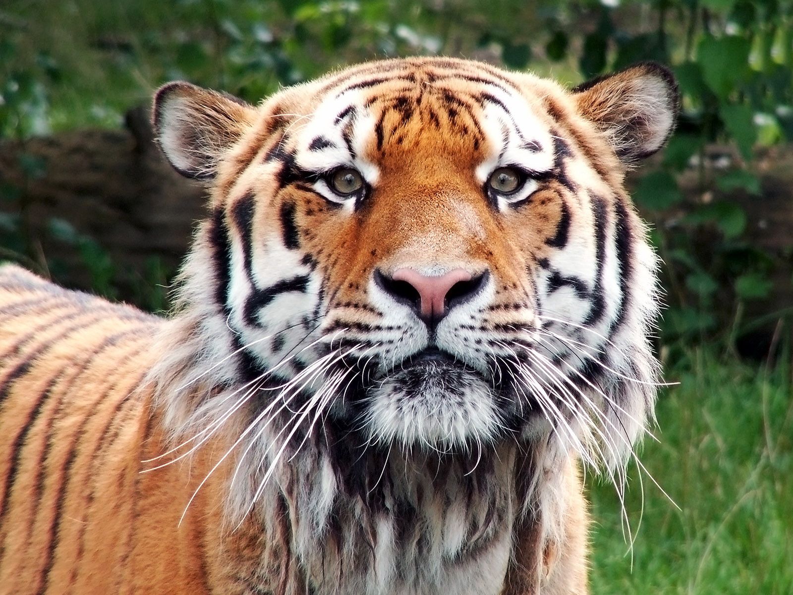 144667 скачать картинку тигр, животные, морда, большая кошка, взгляд, довольный - обои и заставки бесплатно