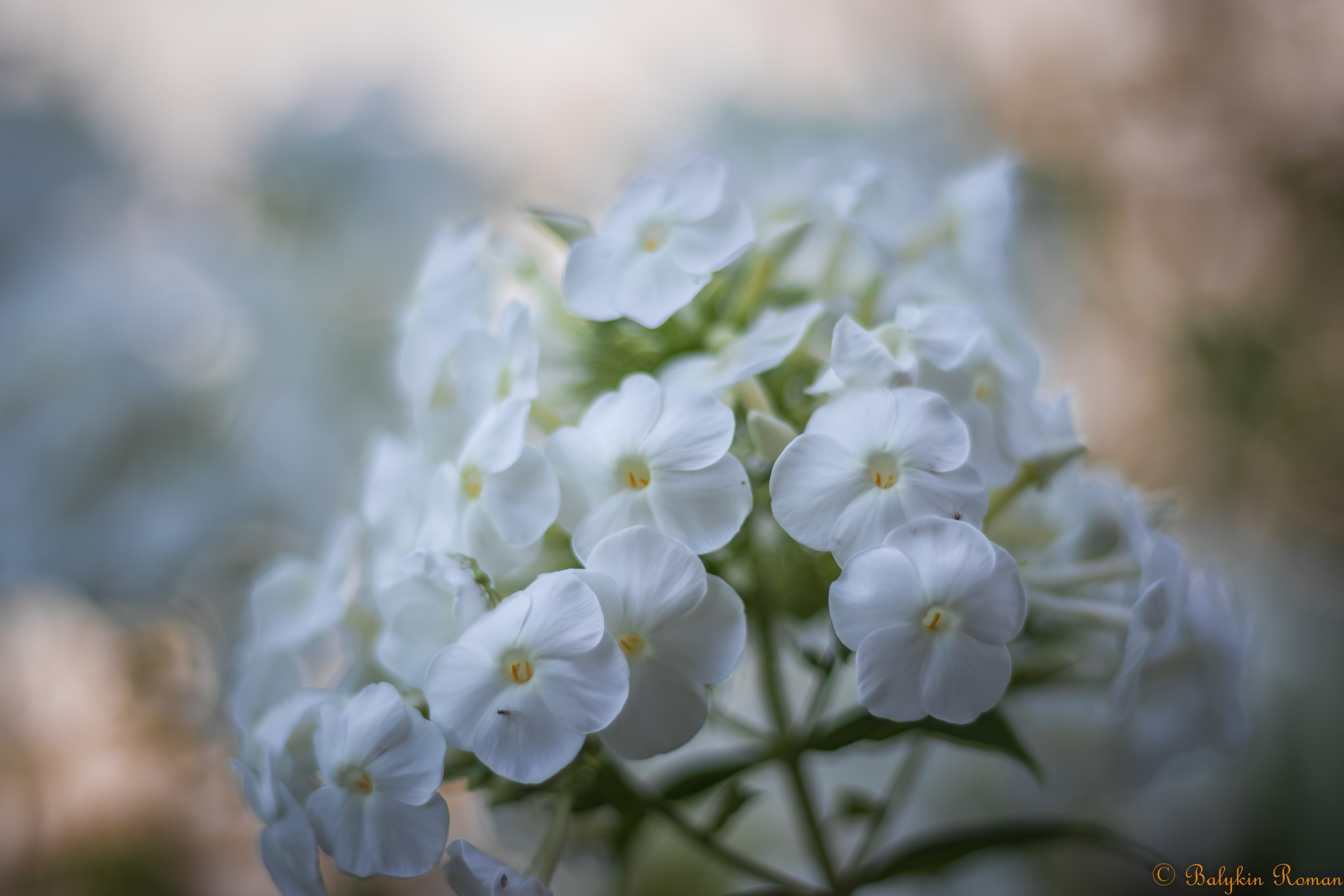 Free download wallpaper Flowers, Flower, Earth, White Flower on your PC desktop