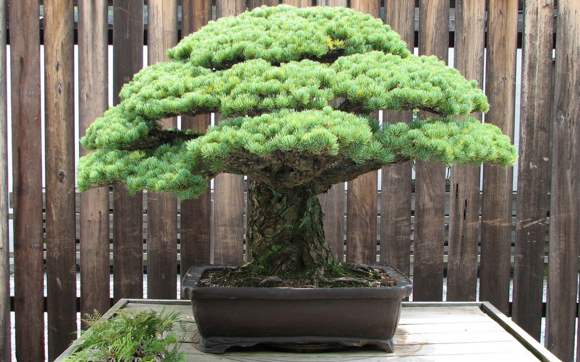 605464 Bild herunterladen erde/natur, bonsai - Hintergrundbilder und Bildschirmschoner kostenlos