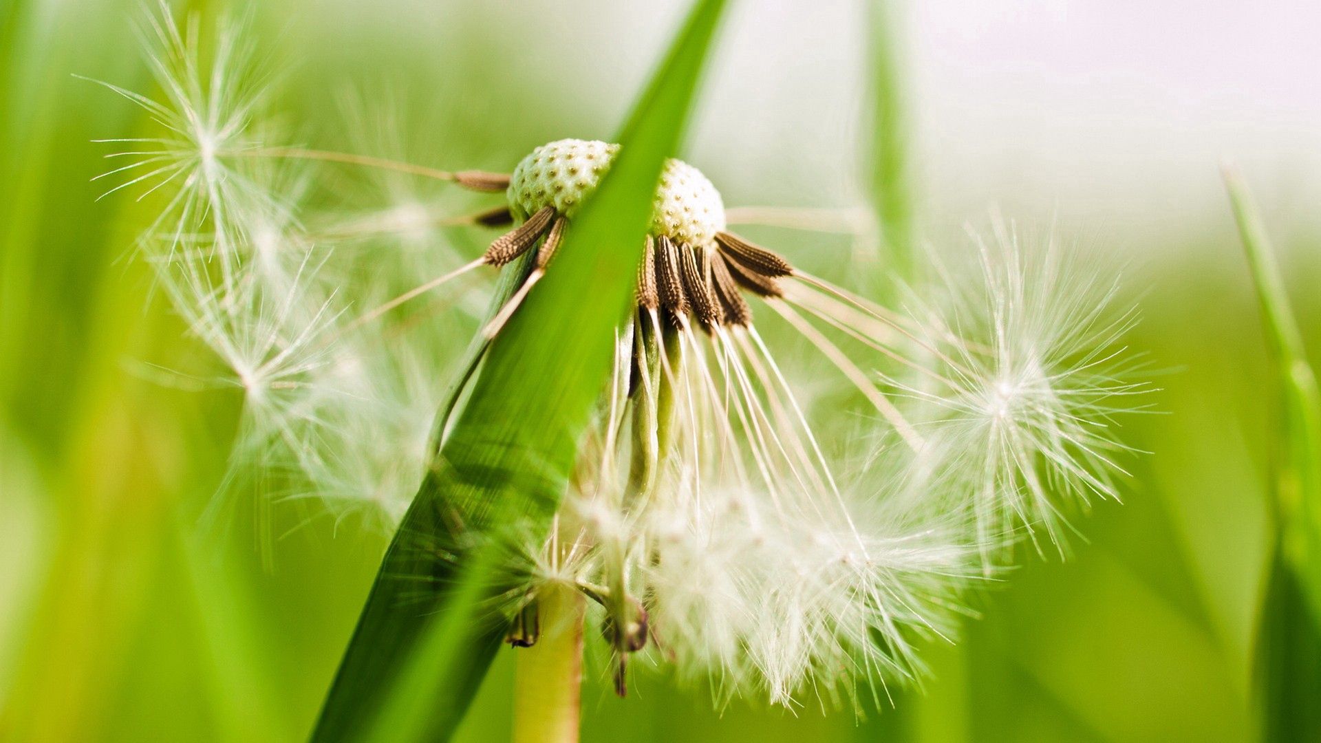 Laden Sie das Grass, Pflanze, Makro, Flaum, Fuzz, Löwenzahn-Bild kostenlos auf Ihren PC-Desktop herunter