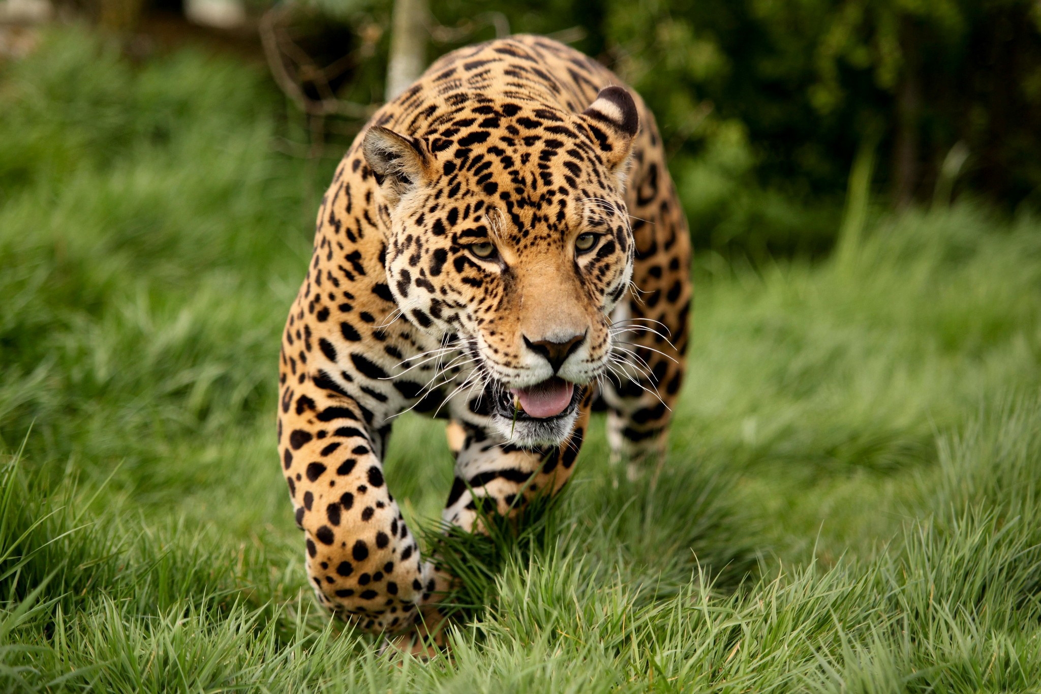 144204 Hintergrundbild herunterladen leopard, tiere, raubtier, predator, große katze, big cat, weglaufen, ausführen - Bildschirmschoner und Bilder kostenlos
