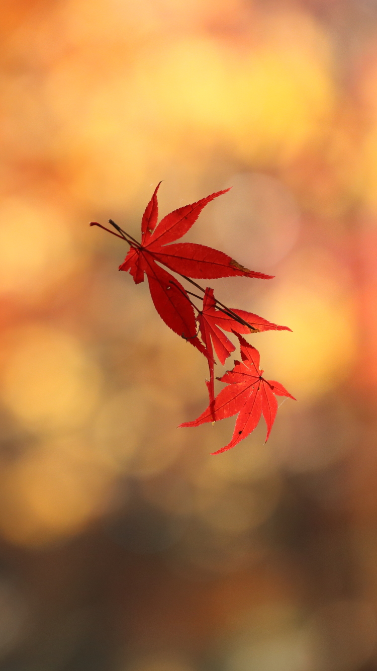 Download mobile wallpaper Leaf, Fall, Earth, Bokeh, Maple Leaf, Floating for free.