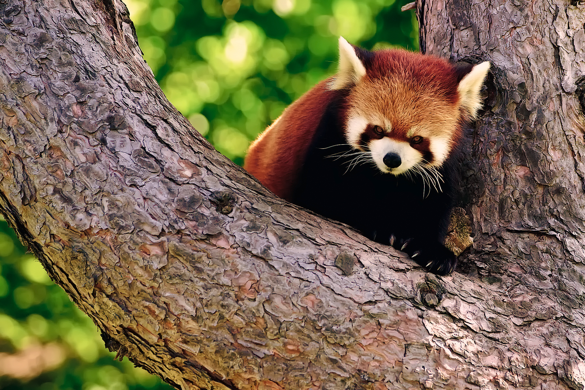 574028 baixar papel de parede animais, panda vermelho - protetores de tela e imagens gratuitamente
