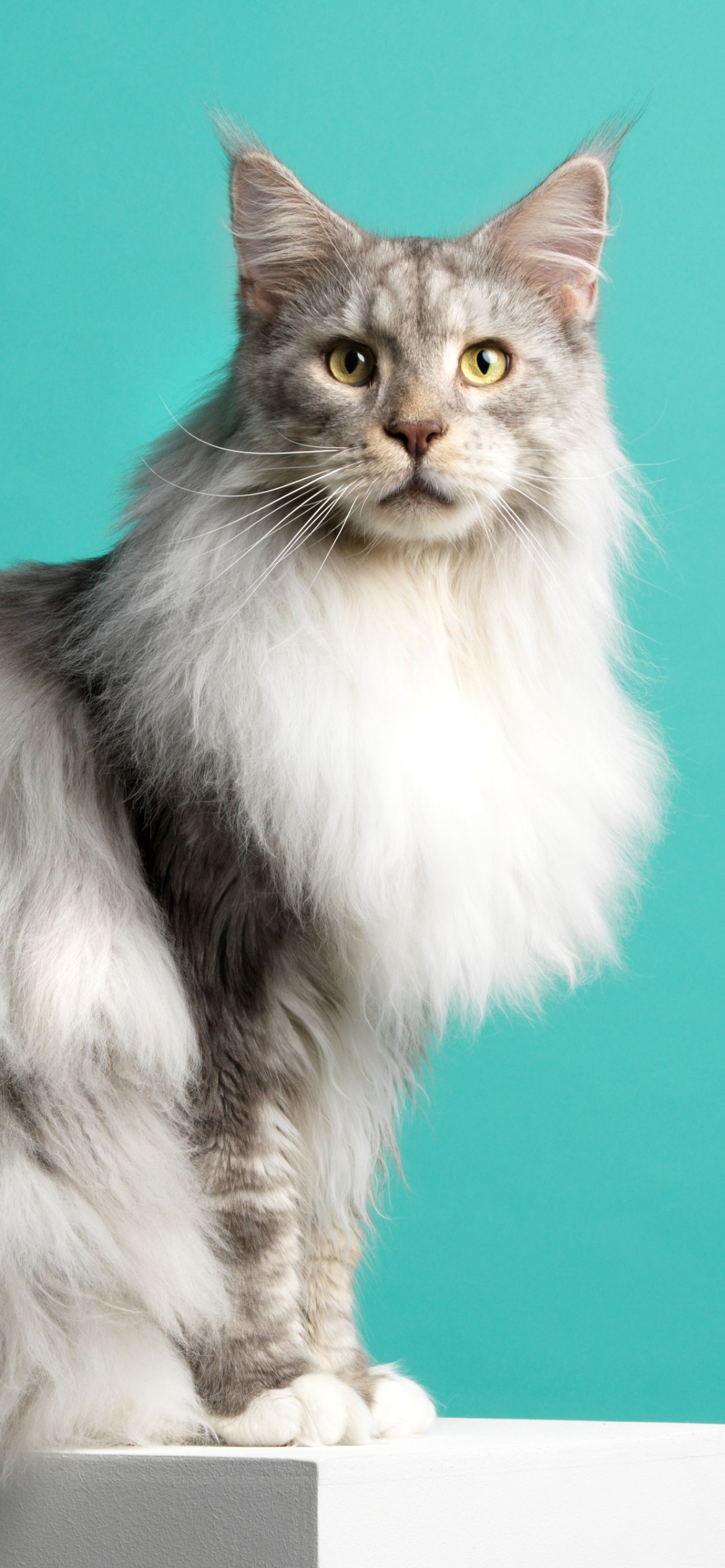 Handy-Wallpaper Tiere, Katzen, Amerikanische Waldkatze kostenlos herunterladen.