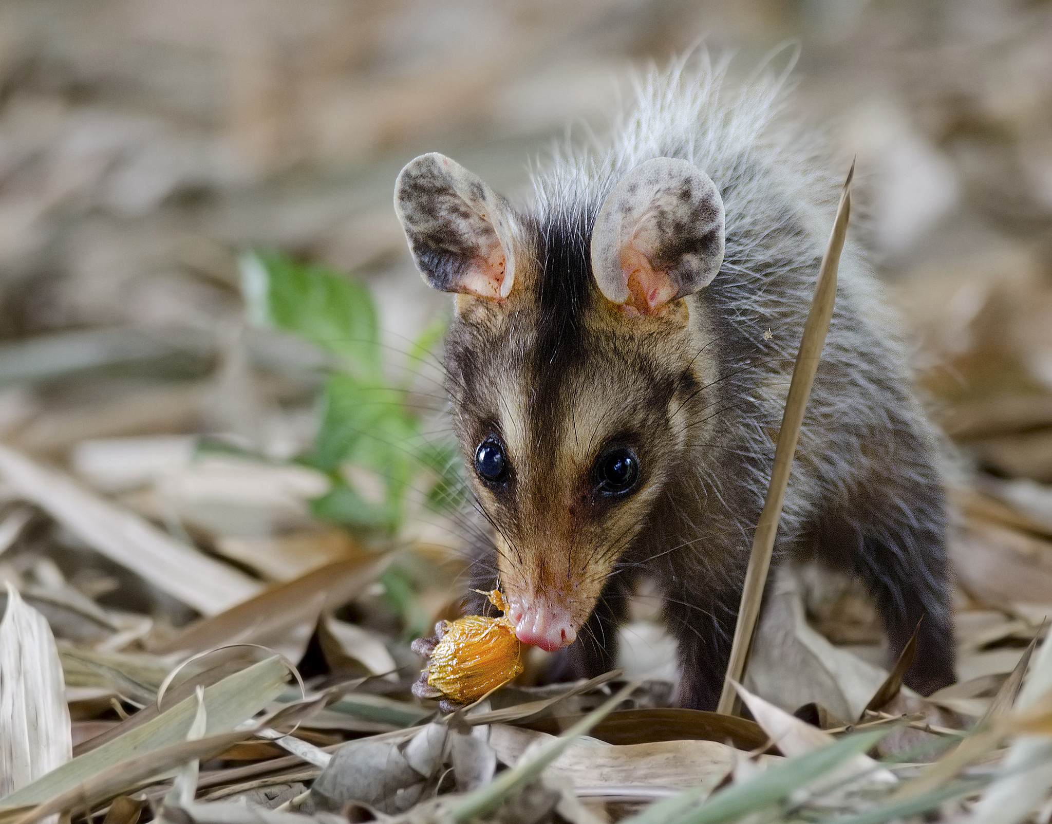 610839 télécharger l'image opossum, animaux - fonds d'écran et économiseurs d'écran gratuits