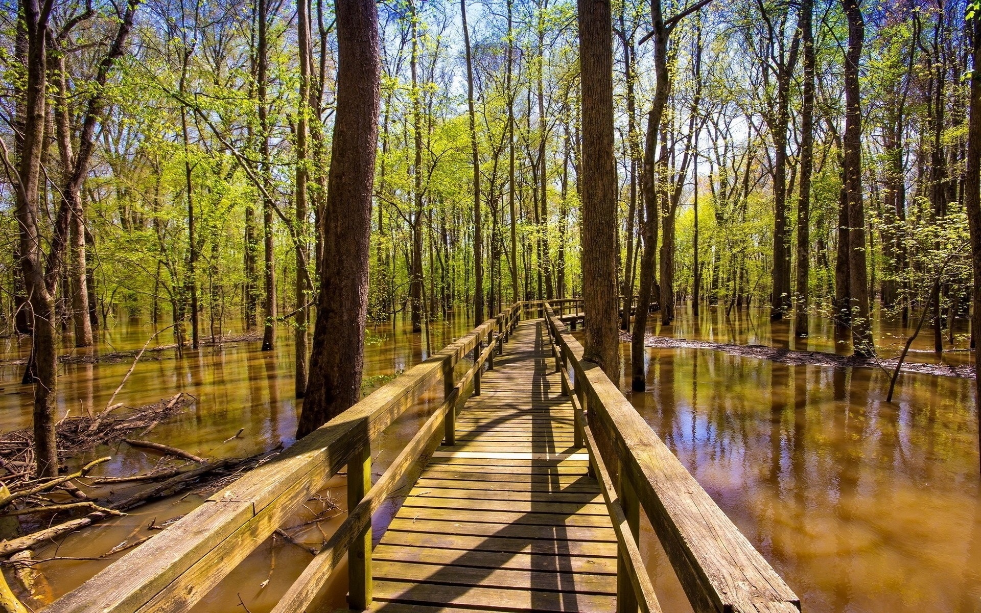 Download mobile wallpaper Nature, Water, Swamp, Forest, Tree, Boardwalk, Man Made for free.