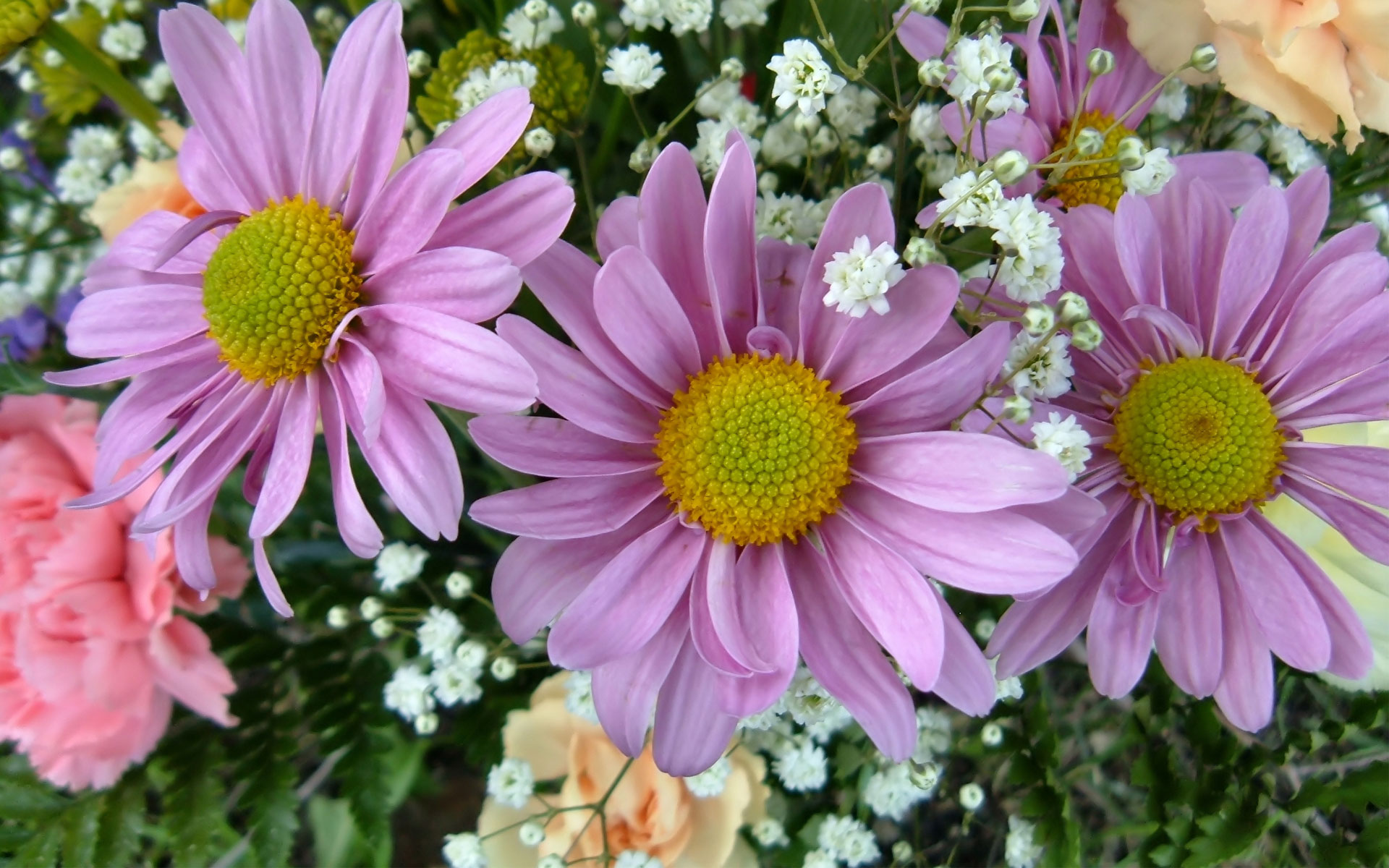 Descarga gratuita de fondo de pantalla para móvil de Flores, Gerberas, Flor, Jardín, Flor Purpura, Tierra/naturaleza.