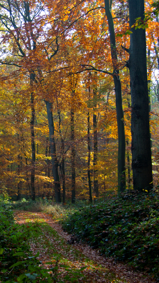 Скачать картинку Осень, Лес, Дорожка, Падать, Земля/природа в телефон бесплатно.