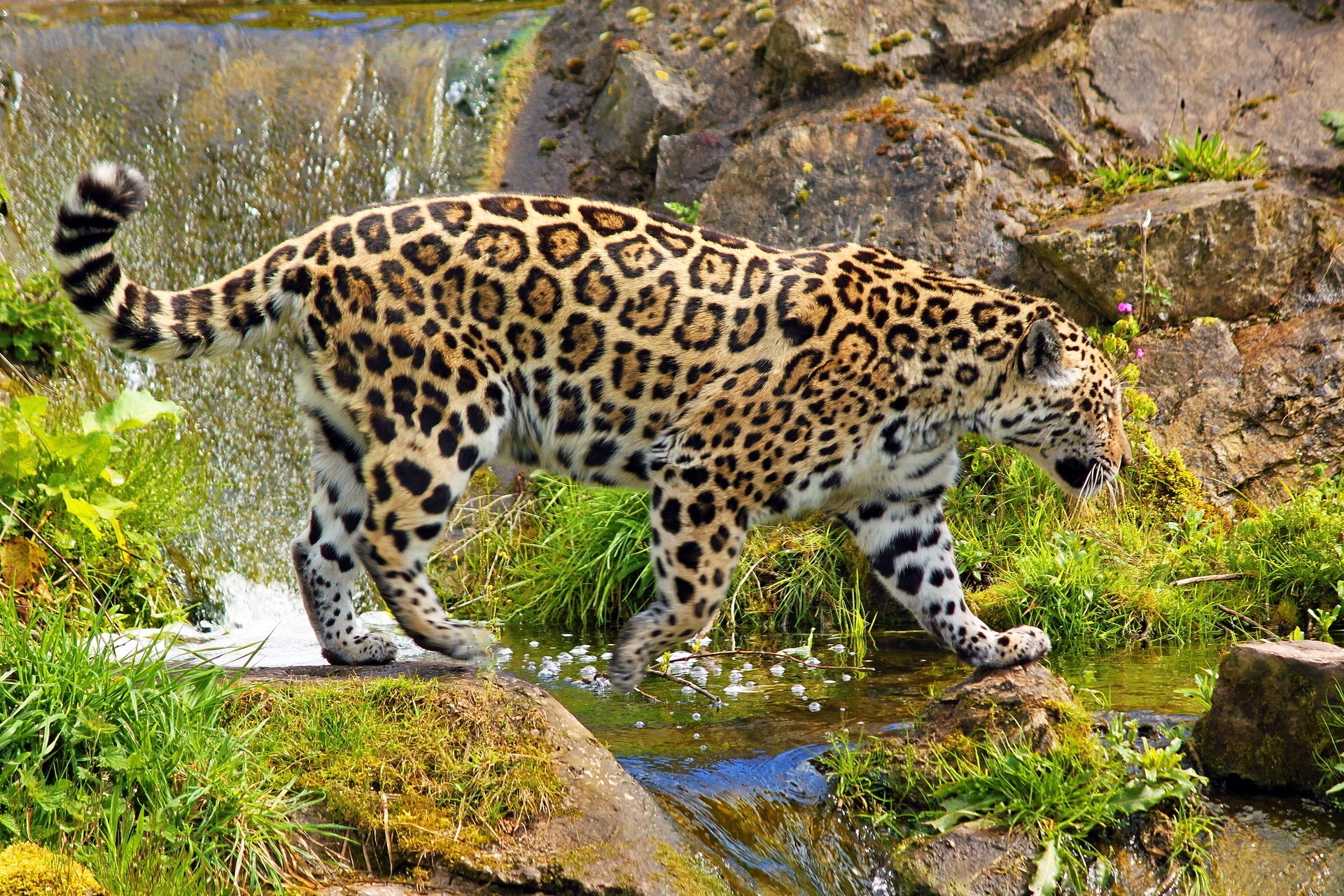 Free download wallpaper Animals, Grass, Stones, Predator, Stroll, Nature, Jaguar on your PC desktop