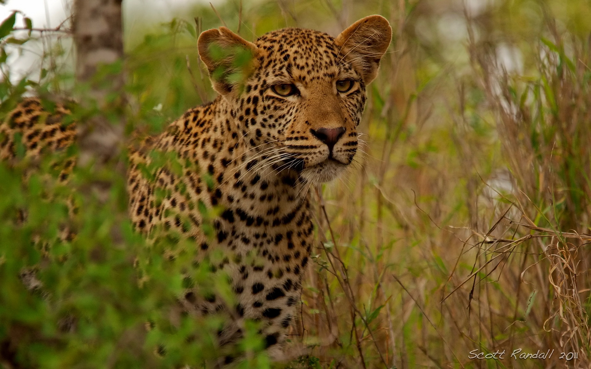 Download mobile wallpaper Leopard, Cats, Animal for free.