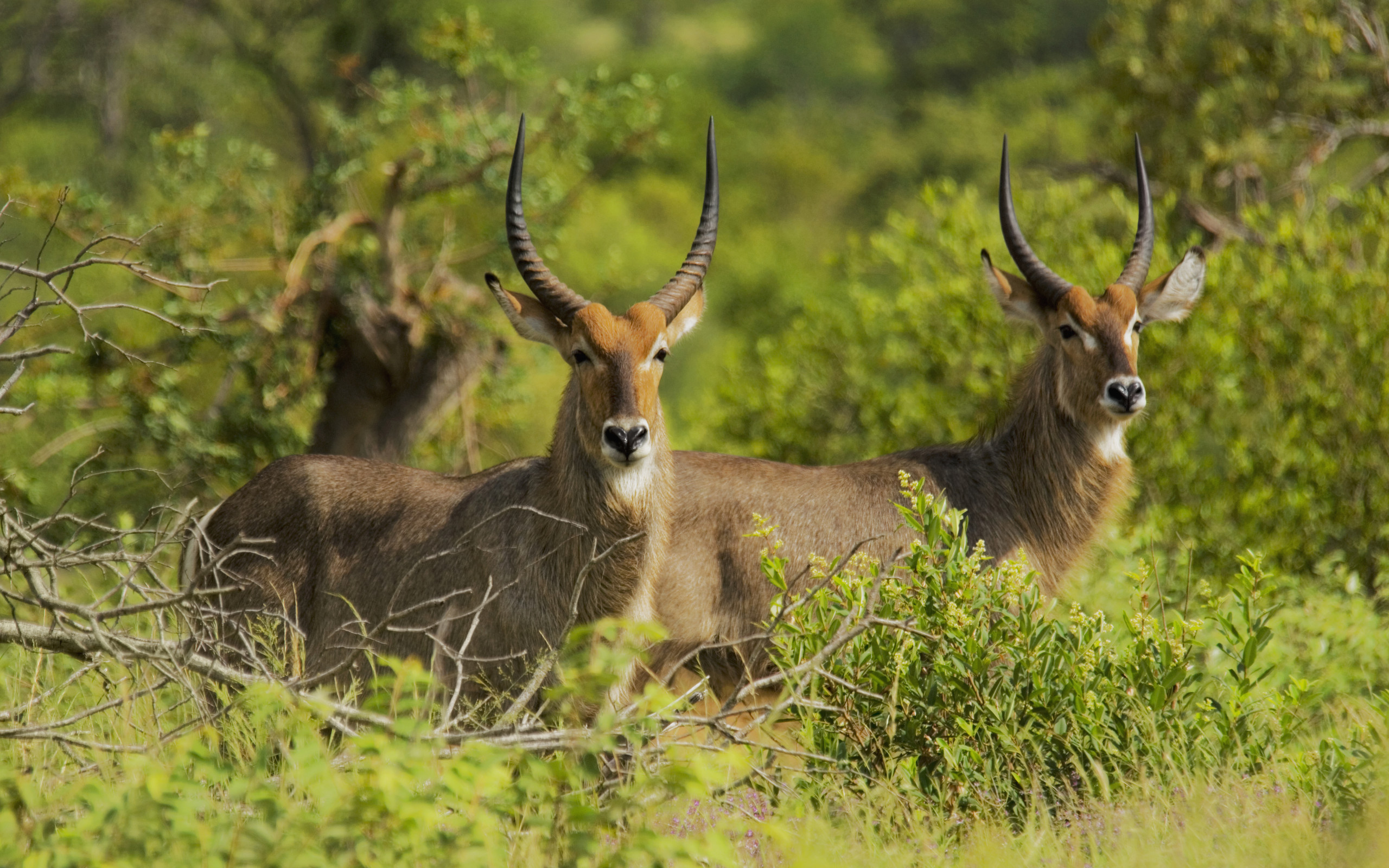 605835 télécharger l'image antilope, animaux - fonds d'écran et économiseurs d'écran gratuits