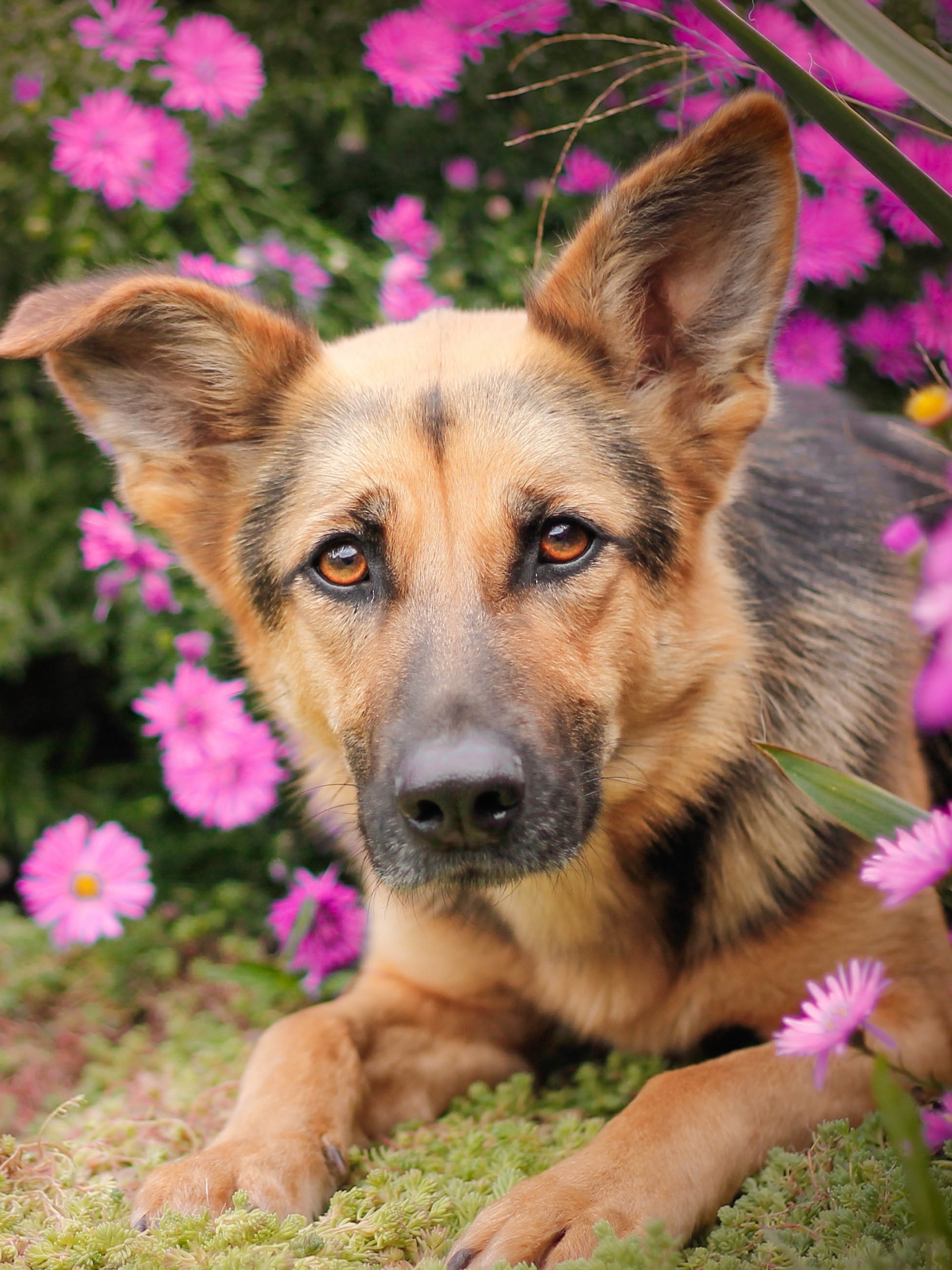 Download mobile wallpaper Dogs, Flower, Dog, Animal, Daisy, German Shepherd, Pink Flower for free.