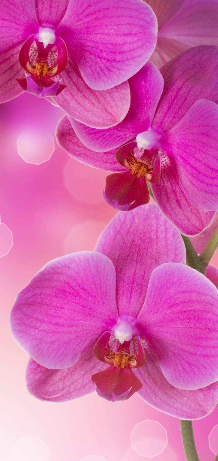 Скачать картинку Цветок, Орхидея, Земля/природа, Флауэрсы в телефон бесплатно.