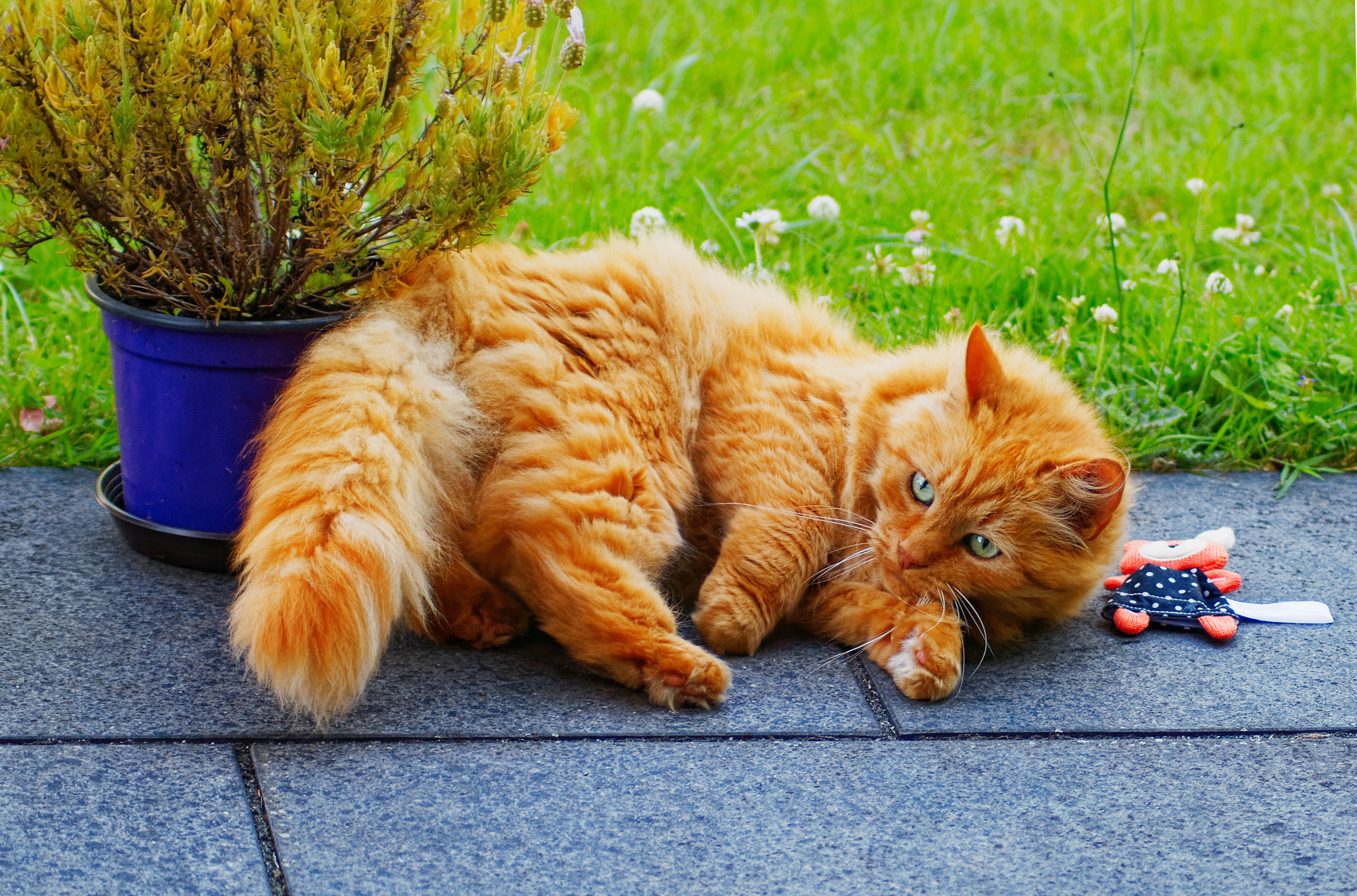 Baixe gratuitamente a imagem Animais, Gatos, Gato na área de trabalho do seu PC