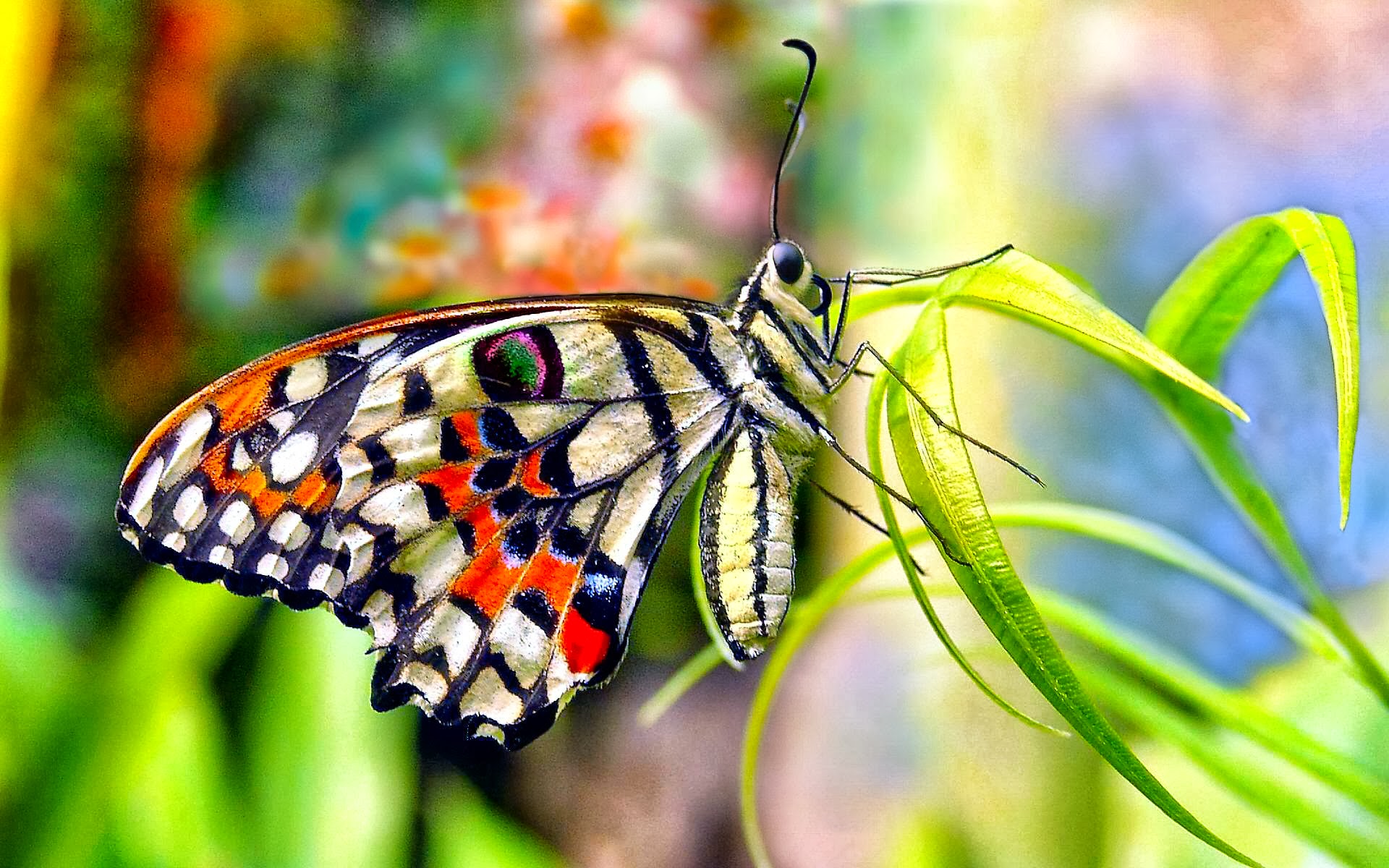 617995画像をダウンロード緑, 蝶, 花, 動物, カラフル, 色, パステル-壁紙とスクリーンセーバーを無料で