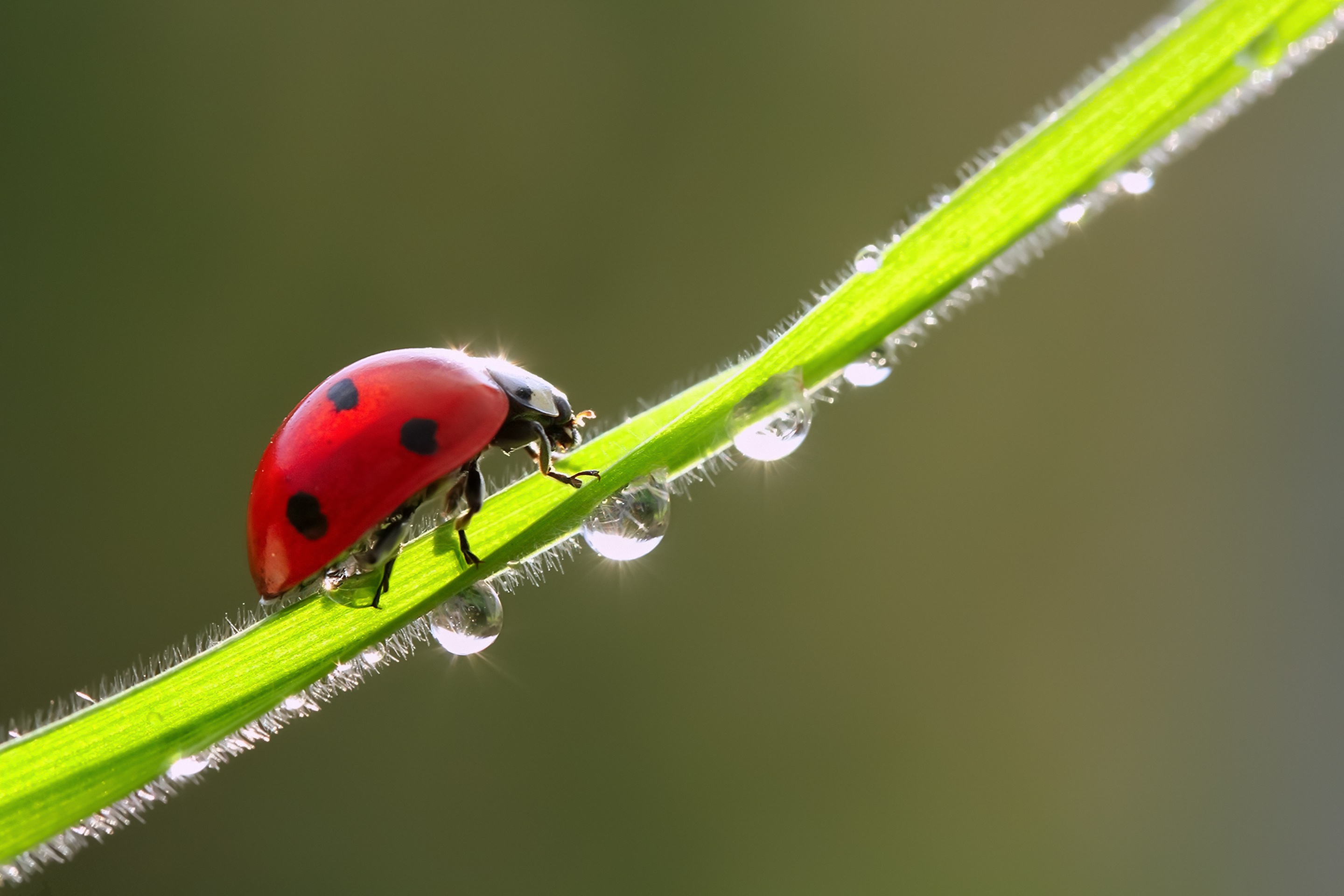 Download mobile wallpaper Macro, Insect, Animal, Ladybug, Water Drop for free.