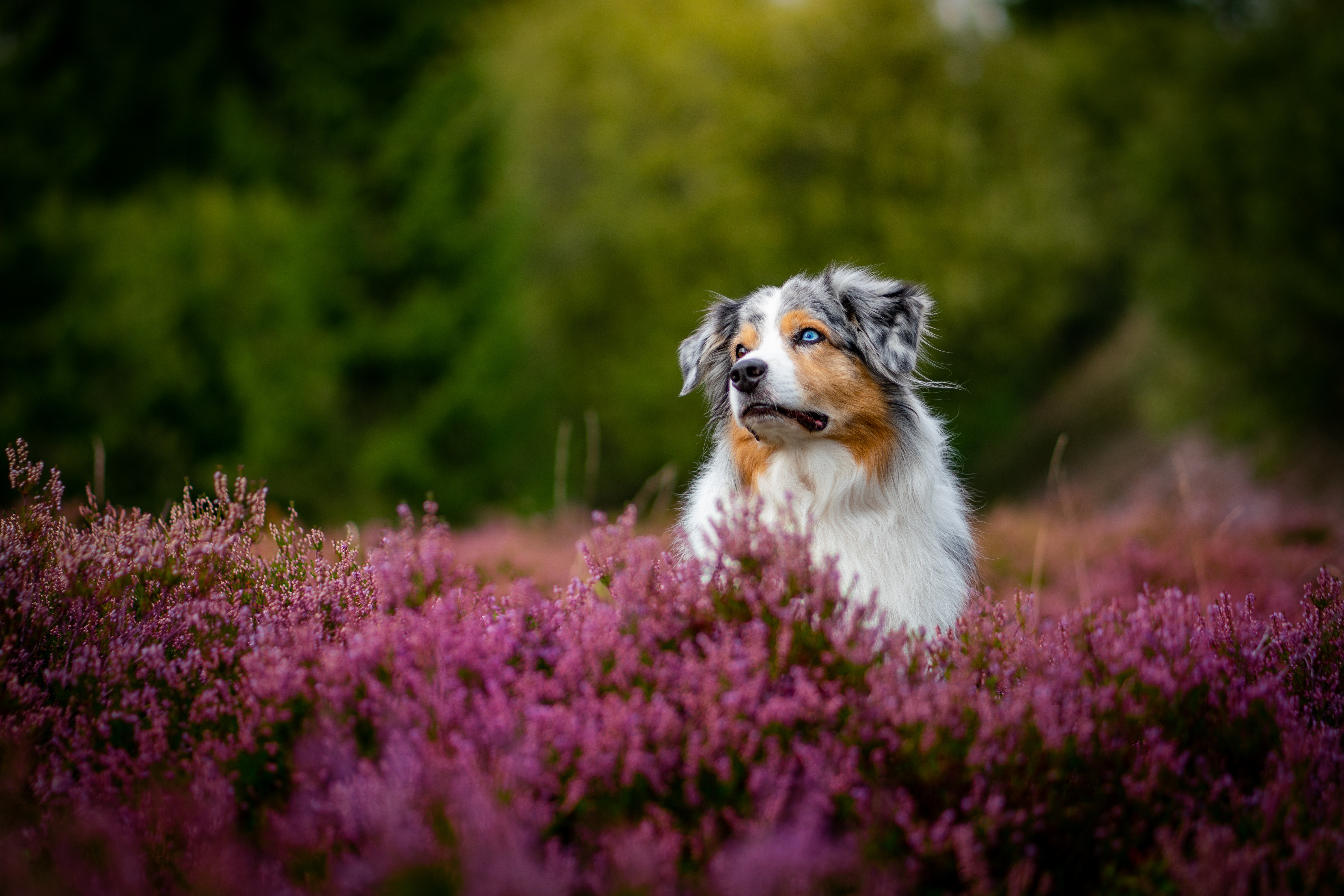 PCデスクトップに動物, ヘザー, 花, 犬, オーストラリアン シェパード画像を無料でダウンロード