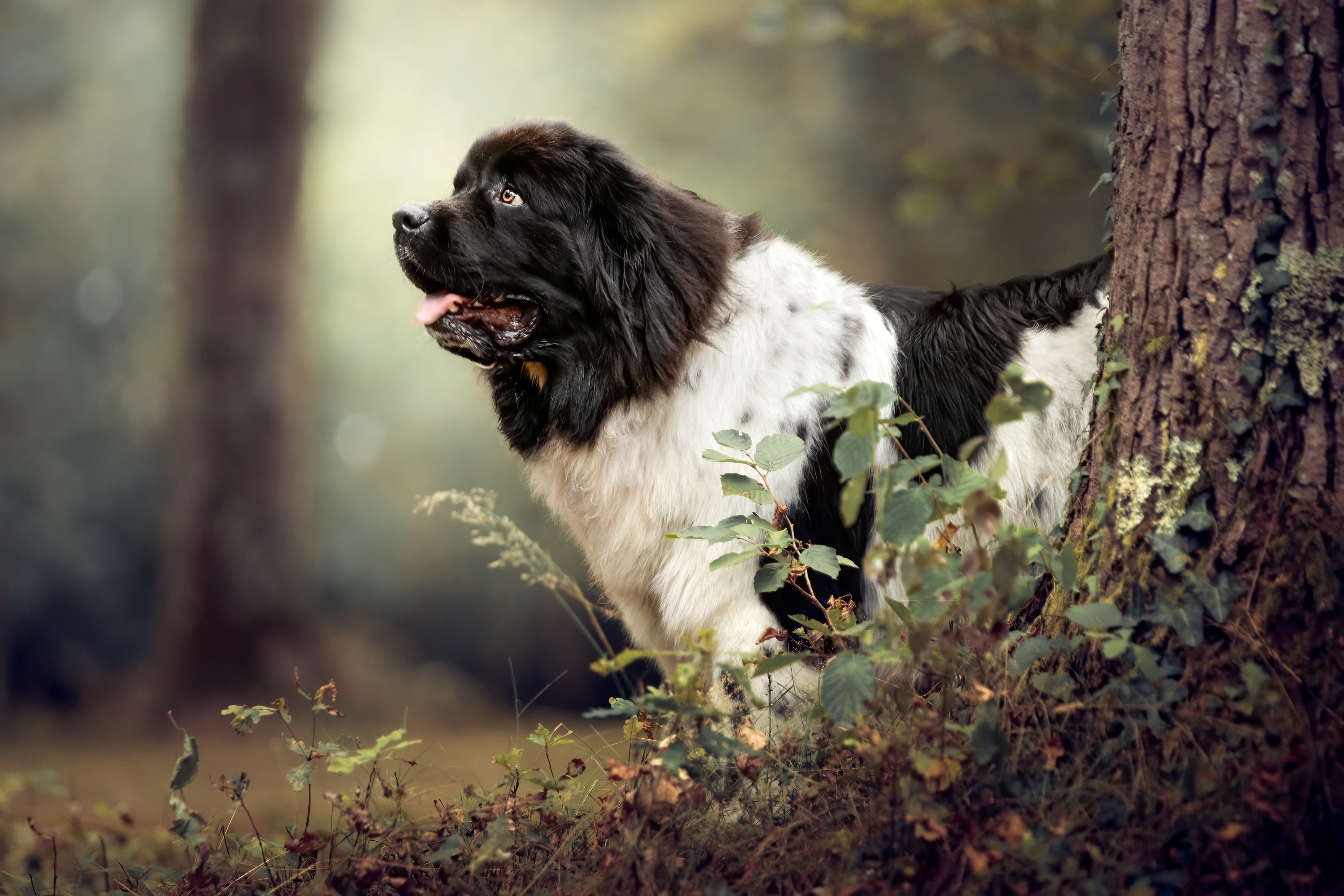 488256 descargar fondo de pantalla animales, terranova, perro, perros: protectores de pantalla e imágenes gratis