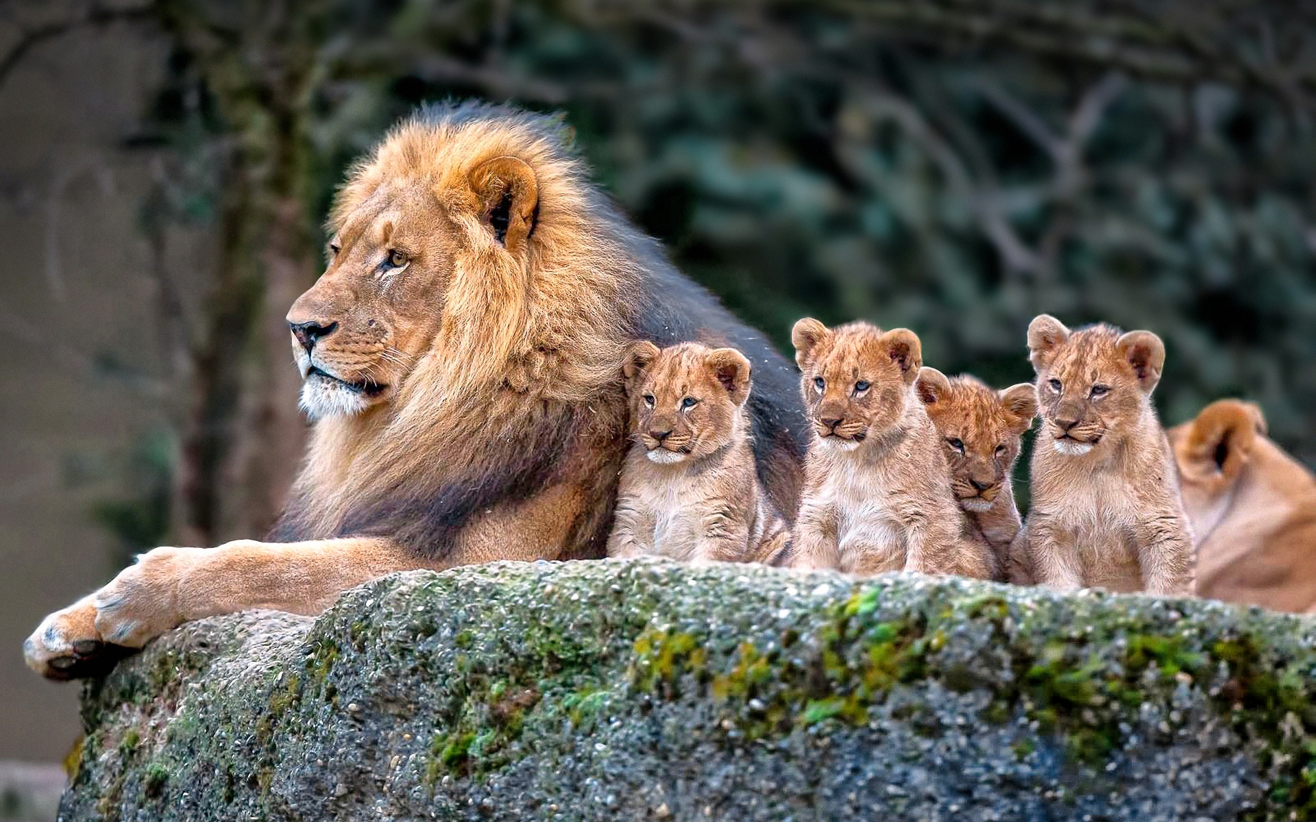 336136 télécharger le fond d'écran lionceau, chats, lion, bébé animal, animaux - économiseurs d'écran et images gratuitement