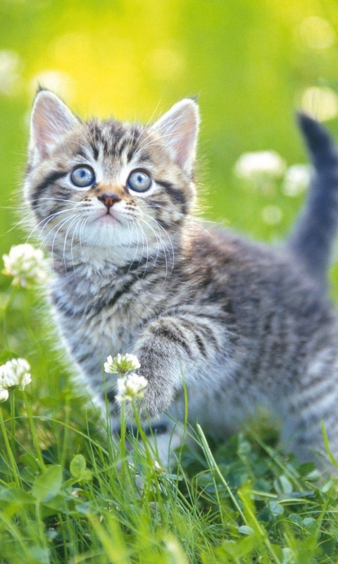 Download mobile wallpaper Cats, Cat, Kitten, Animal for free.