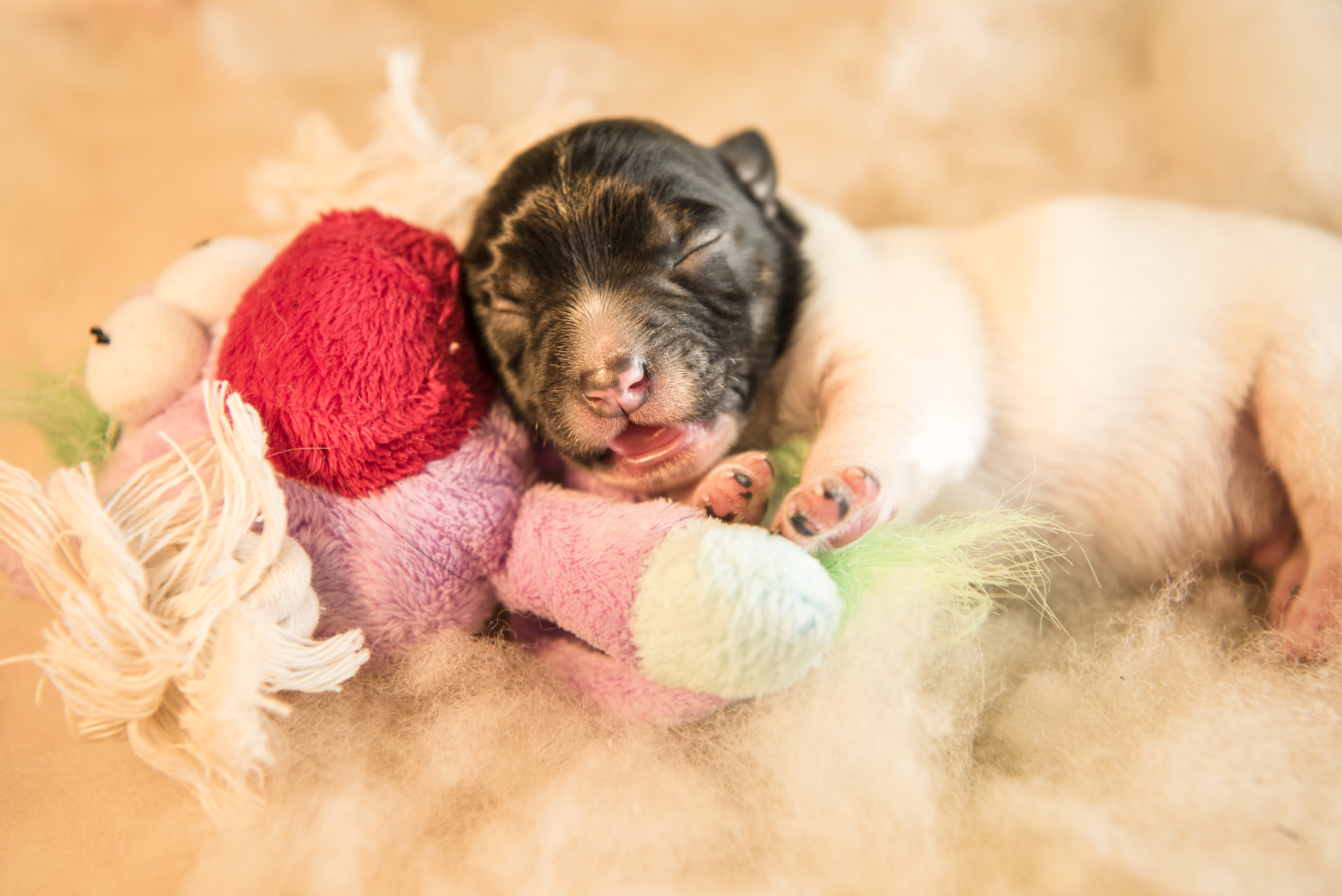 Free download wallpaper Dogs, Animal, Puppy, Sleeping, Cute, Jack Russell Terrier, Baby Animal, Stuffed Animal on your PC desktop