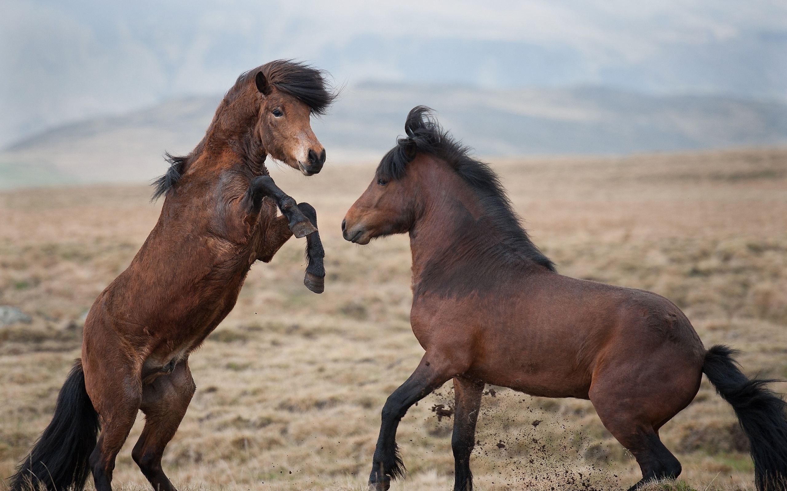 Baixe gratuitamente a imagem Animais, Cavalo na área de trabalho do seu PC