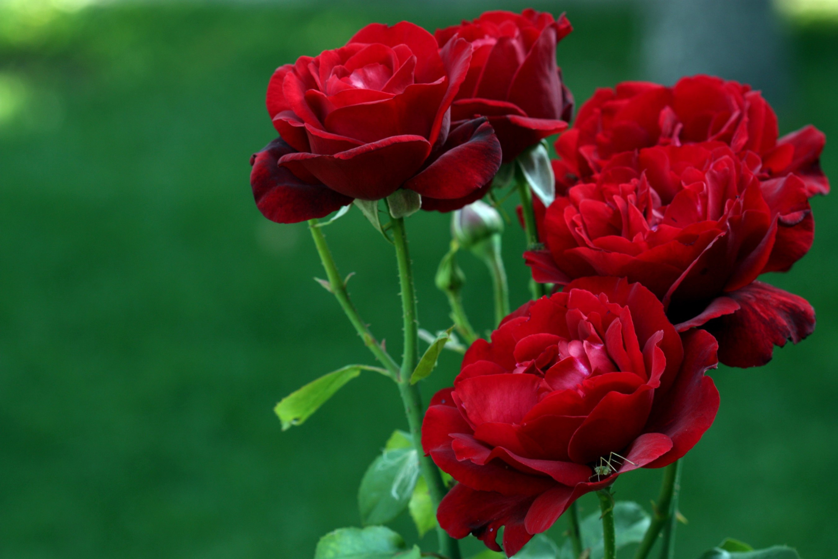 無料モバイル壁紙赤いバラ, フラワーズ, 花, 薔薇, 地球をダウンロードします。