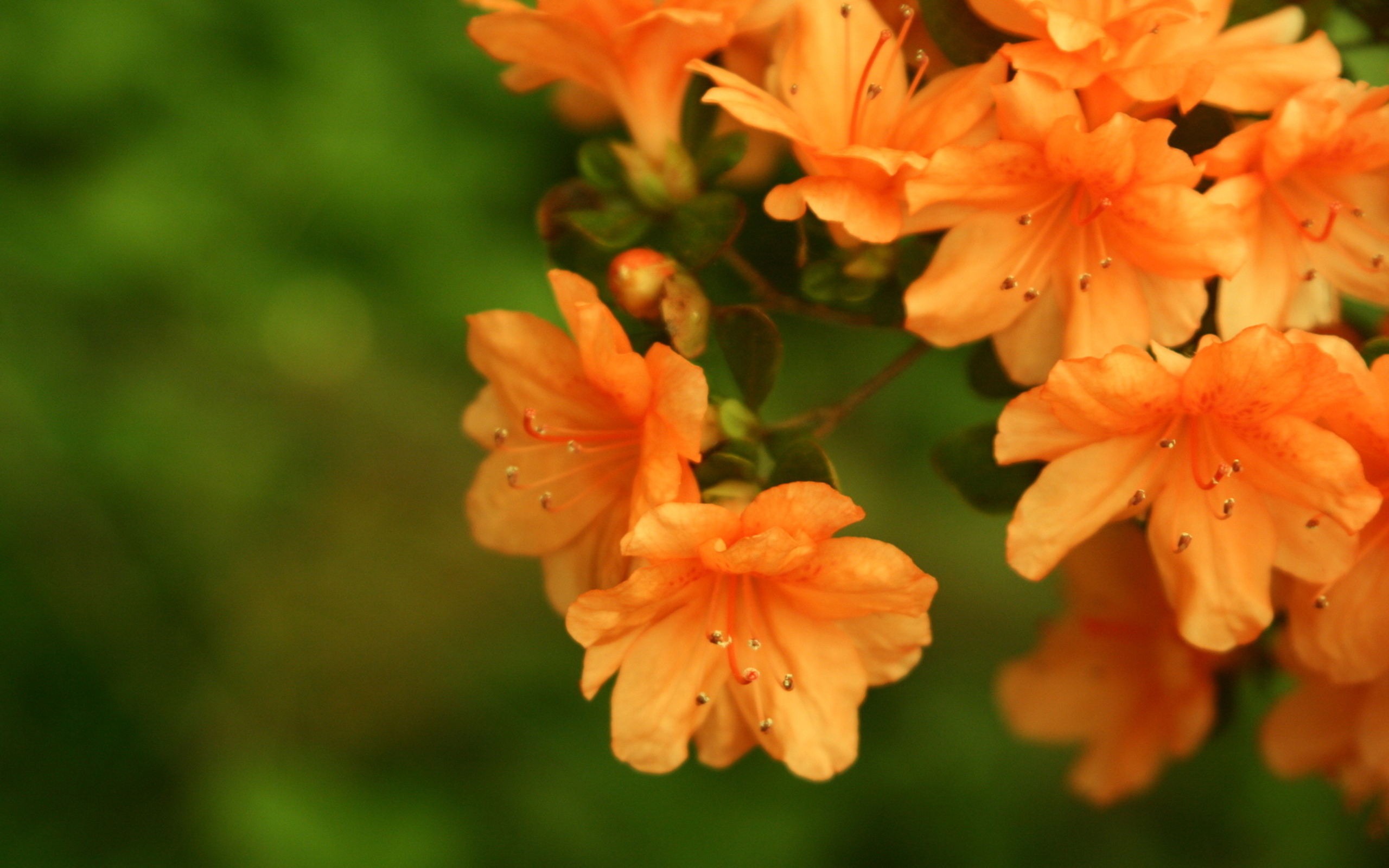 Descarga gratuita de fondo de pantalla para móvil de Flores, Flor, Tierra/naturaleza.